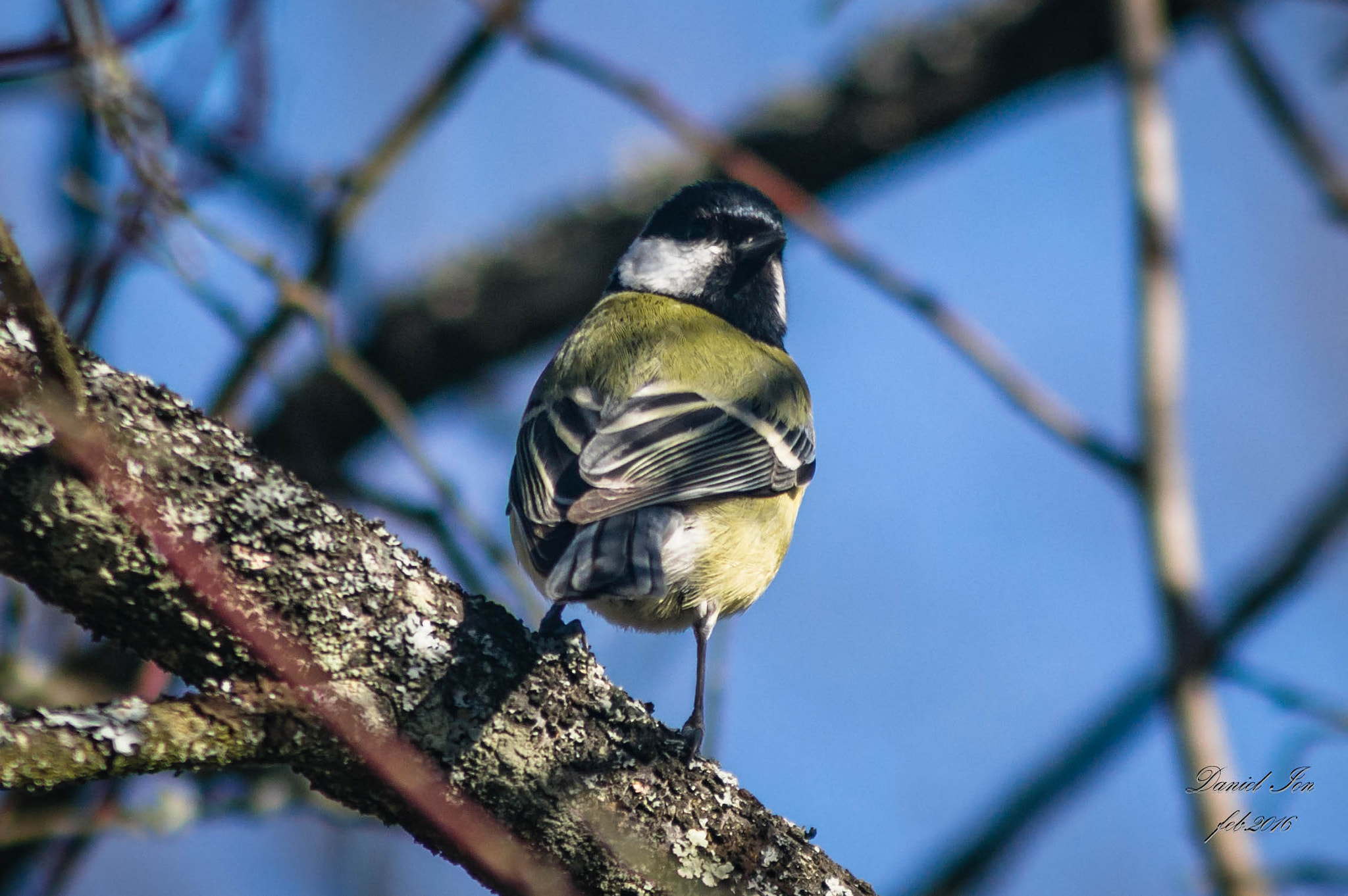 Pentax K-x sample photo. Parus major photography