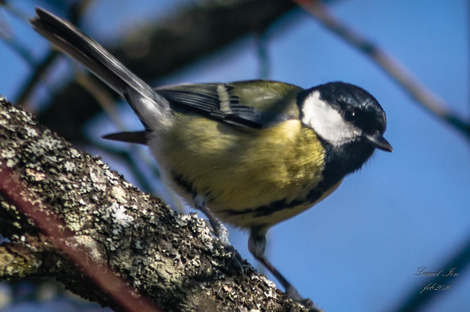 smc PENTAX-F 100-300mm F4.5-5.6 sample photo. Parus major photography