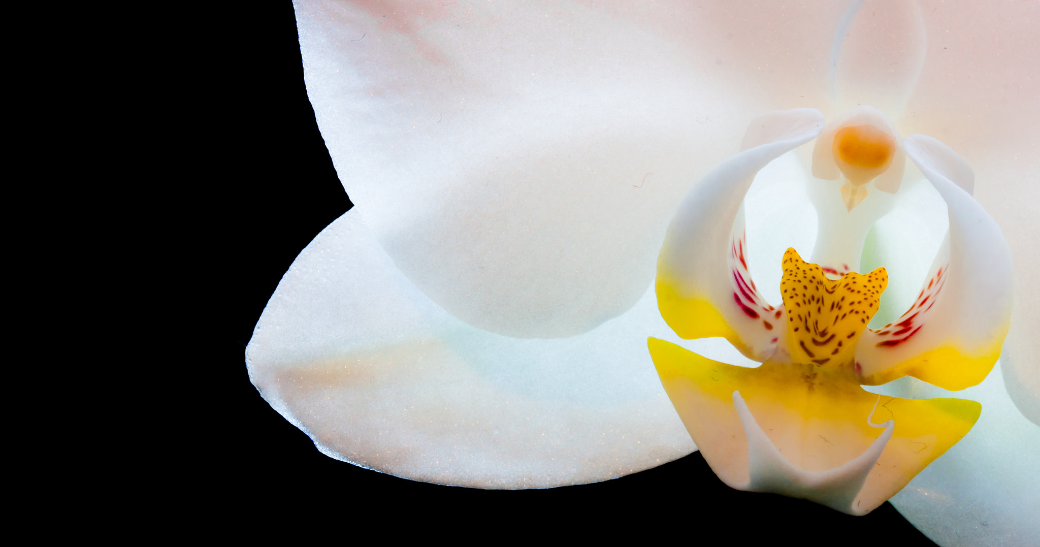 Canon EF-S 60mm F2.8 Macro USM sample photo. White orchid photography