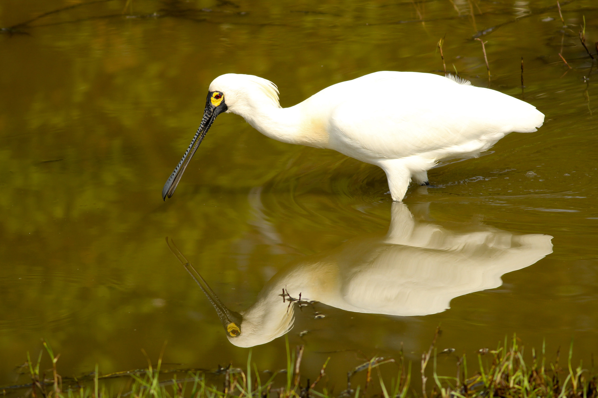 Canon EOS 600D (Rebel EOS T3i / EOS Kiss X5) + Canon EF 400mm F5.6L USM sample photo. A spoonbill, a rare treat photography