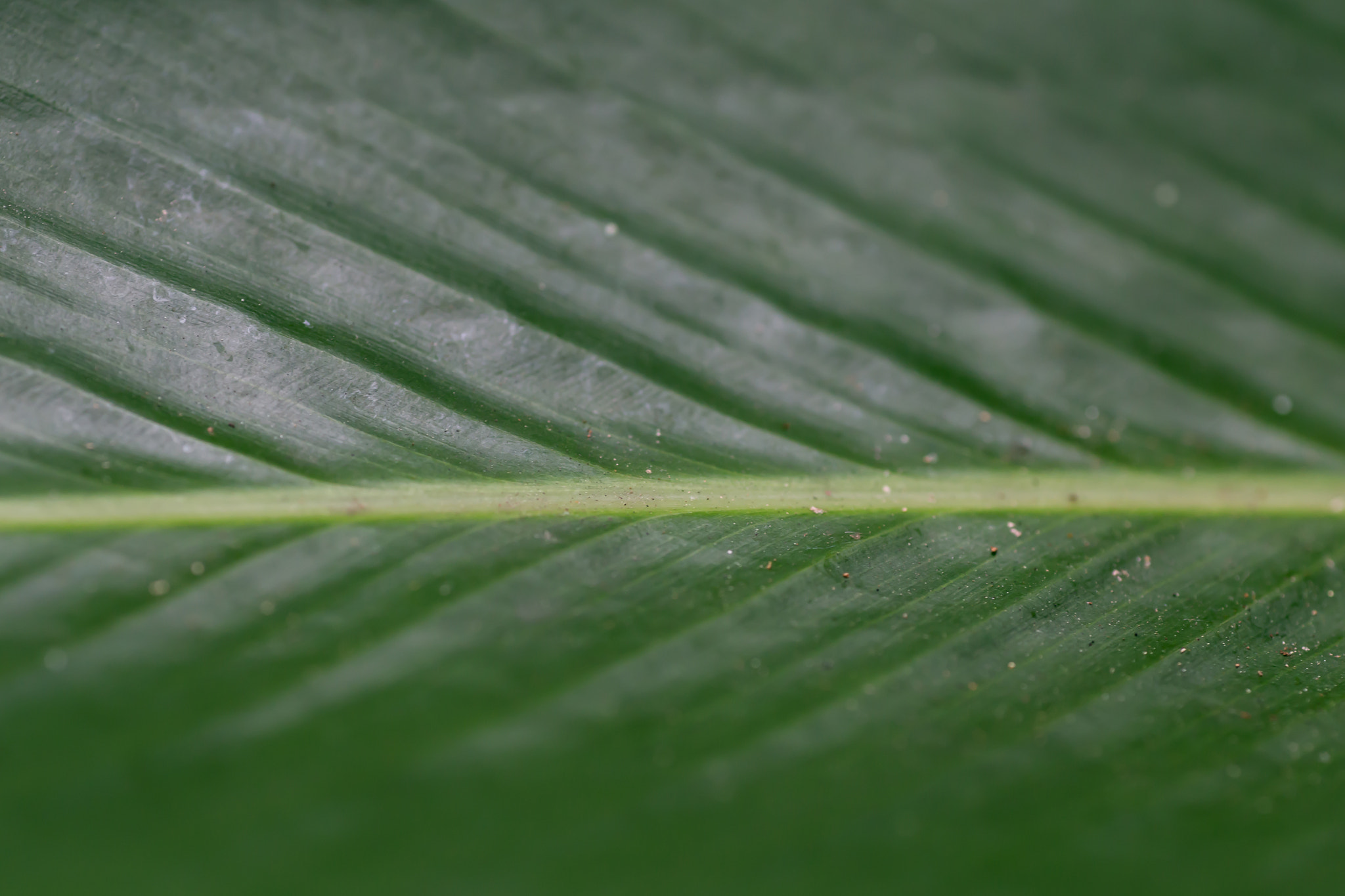 Canon EOS 6D + Tamron SP AF 90mm F2.8 Di Macro sample photo. Green leaf detail photography