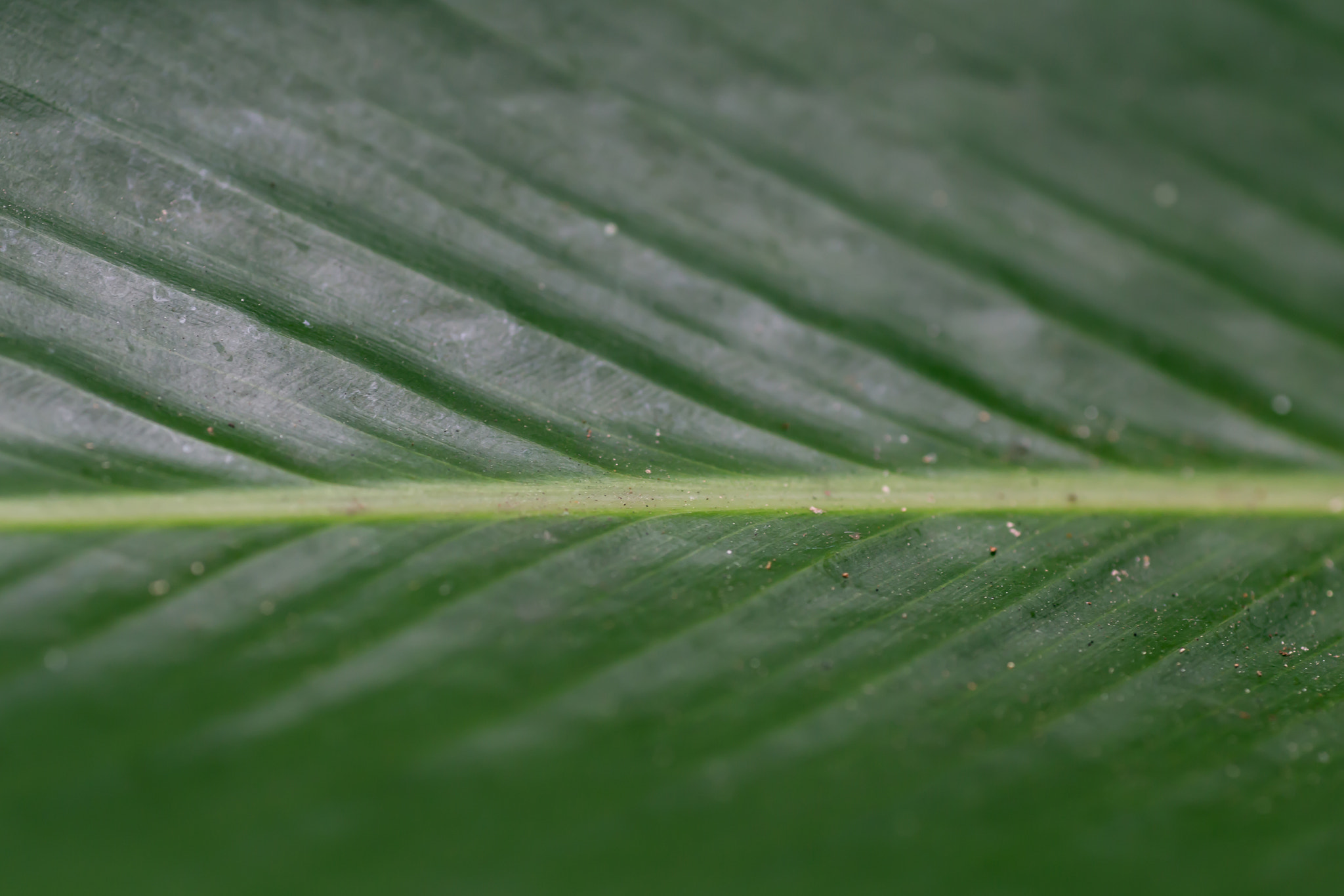 Tamron SP AF 90mm F2.8 Di Macro sample photo. Green leaf detail photography
