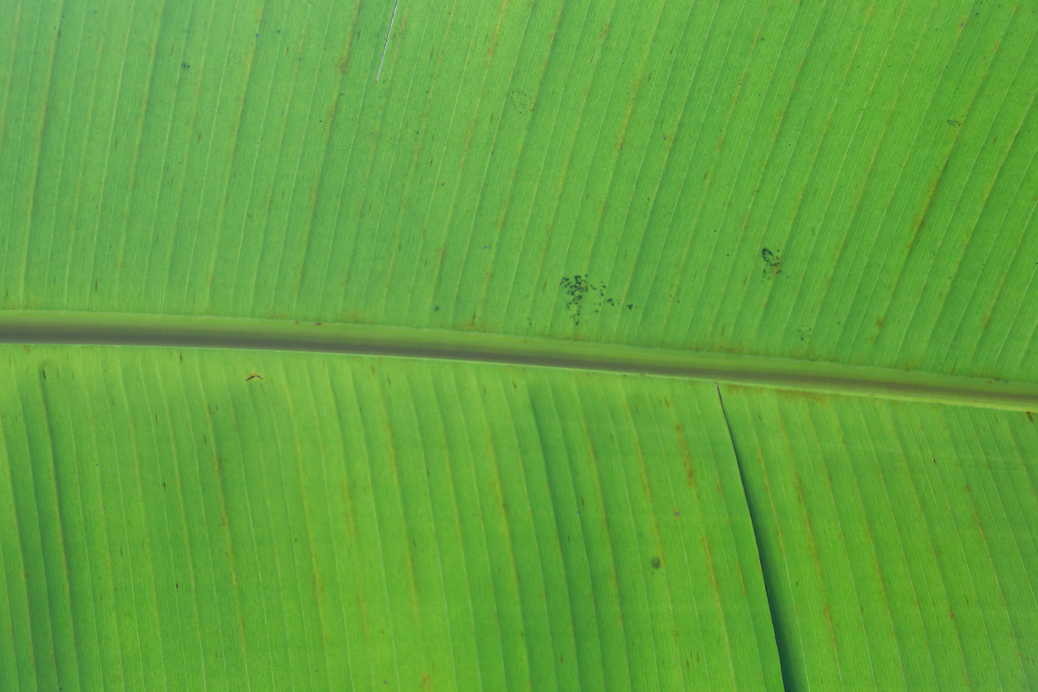 Canon EOS 6D + Tamron SP AF 90mm F2.8 Di Macro sample photo. Banana leaf background photography