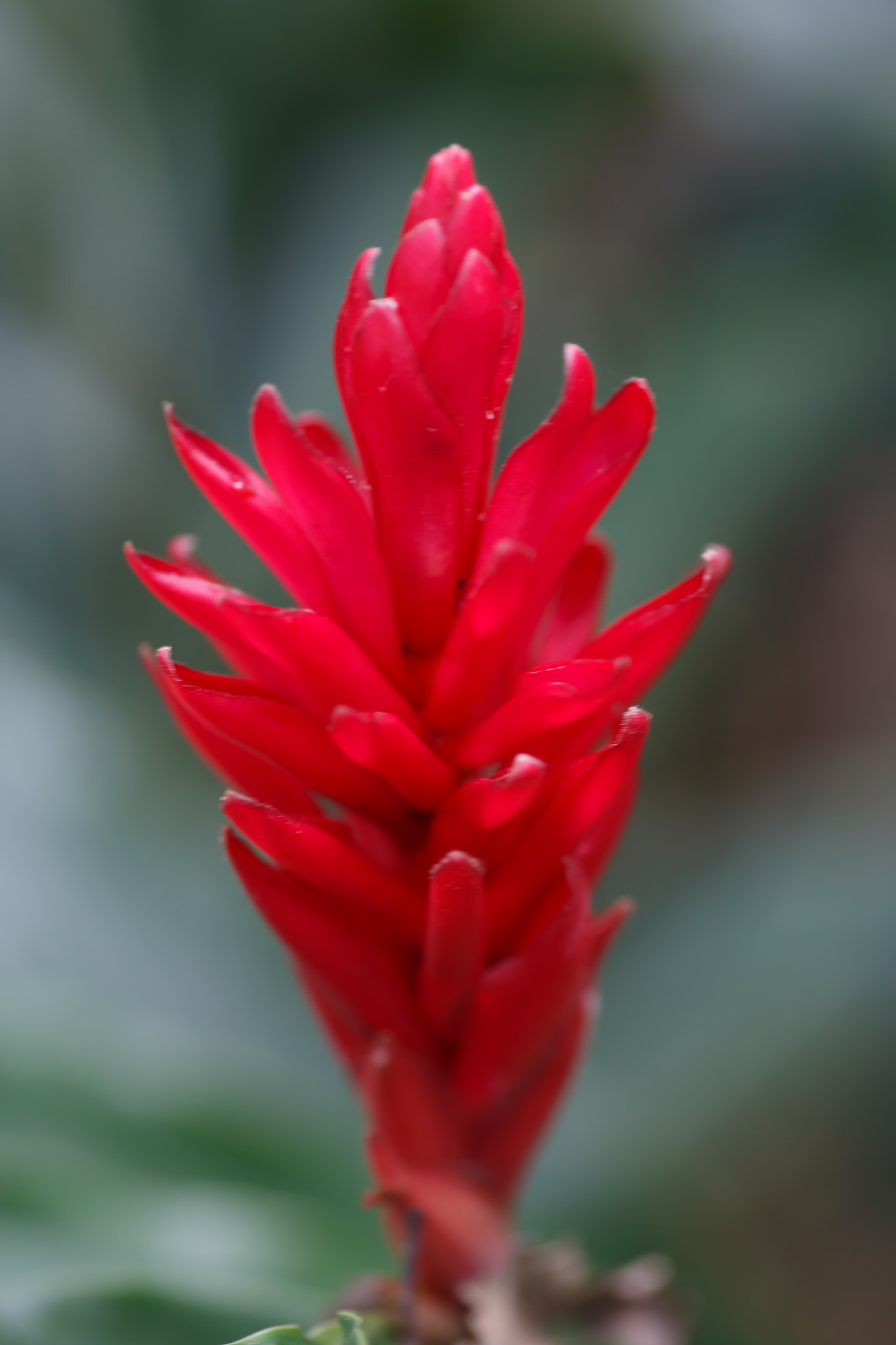 Tamron SP AF 90mm F2.8 Di Macro sample photo. Tropical red flower, macro photography photography