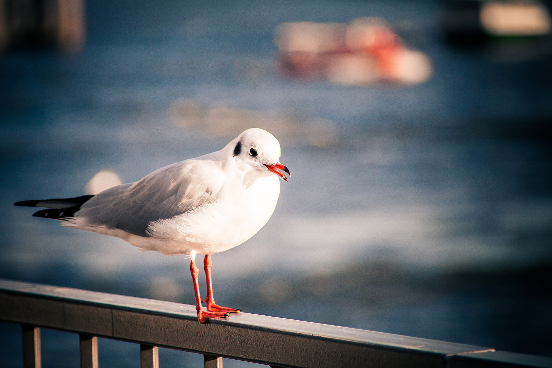 Canon EF 70-210mm f/4 sample photo. The gull photography