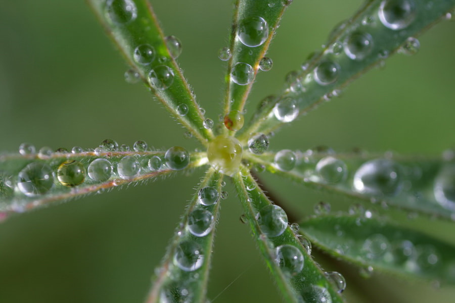 Canon MP-E 65mm F2.5 1-5x Macro Photo sample photo. Drops photography