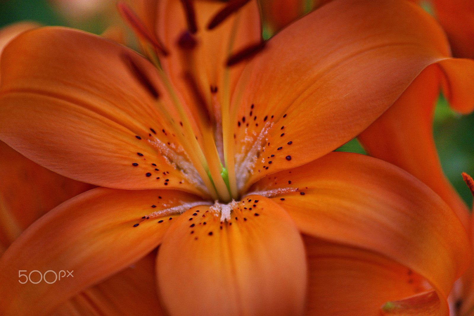Sigma 70-300mm F4-5.6 APO DG Macro sample photo. Lily red photography