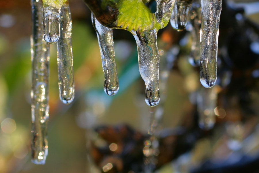 Canon EF 50mm F2.5 Macro sample photo. Drops photography