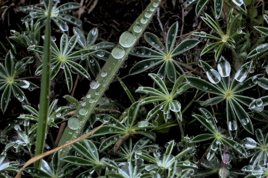 Canon EF 50mm F2.5 Macro sample photo. Drops photography