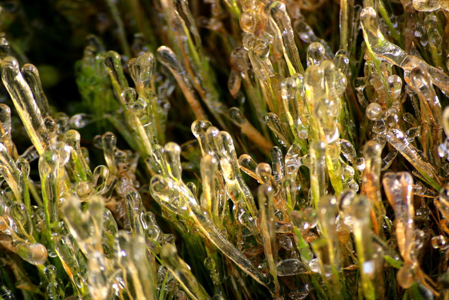 Sigma 55-200mm f/4-5.6 DC sample photo. Drops photography