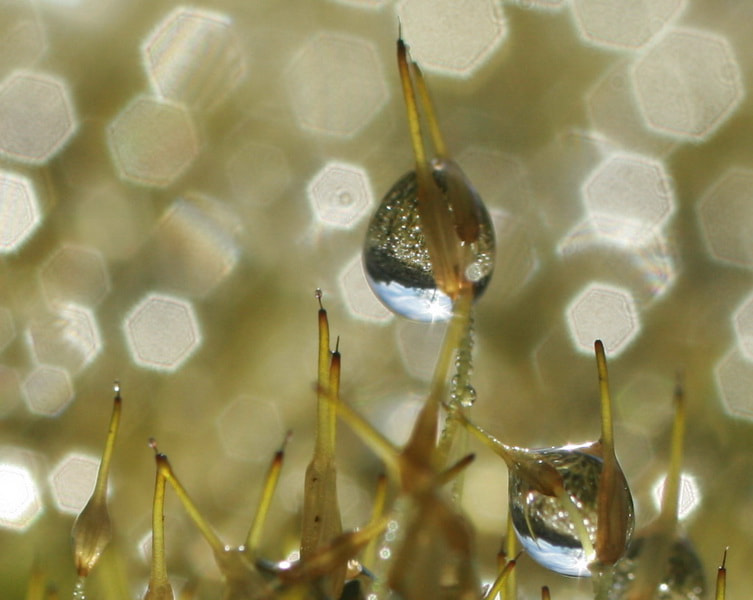 Canon EF 50mm F2.5 Macro sample photo. Drops photography