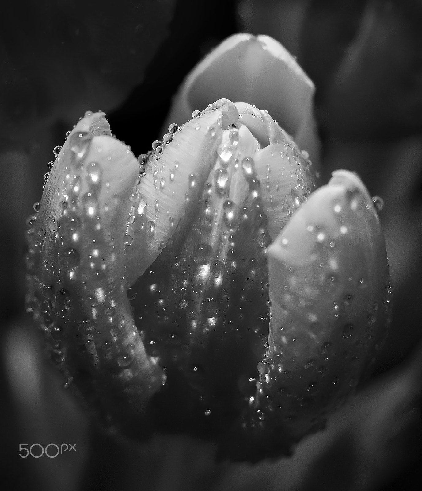 Sony SLT-A58 + Sony DT 30mm F2.8 Macro SAM sample photo. Tulip and drop... photography