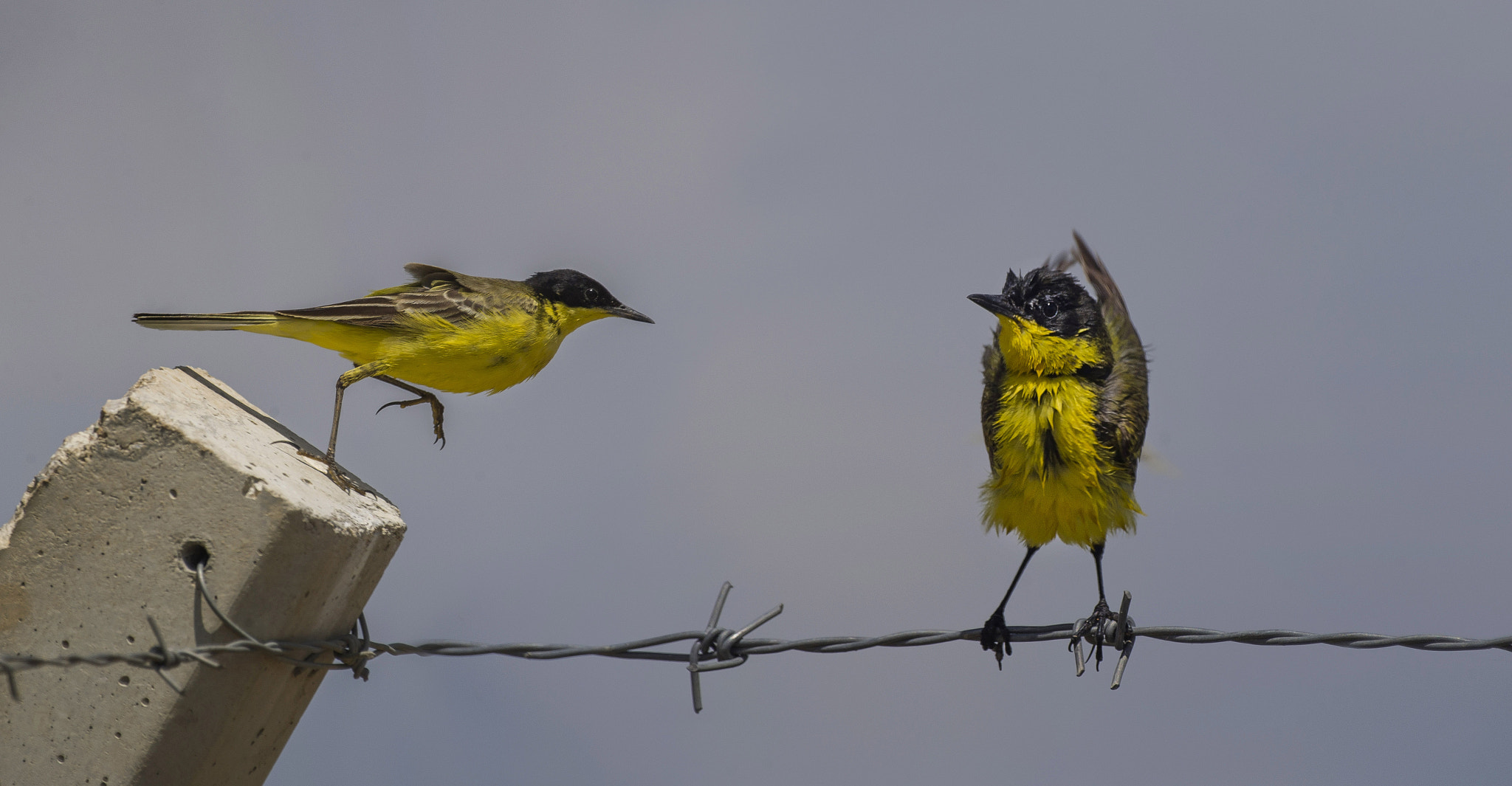 Sigma 300-800mm F5.6 EX DG HSM sample photo. Siyahbaşlı sarı kuyruksallayan - motacilla flava feldegg - black-headed wagtail photography