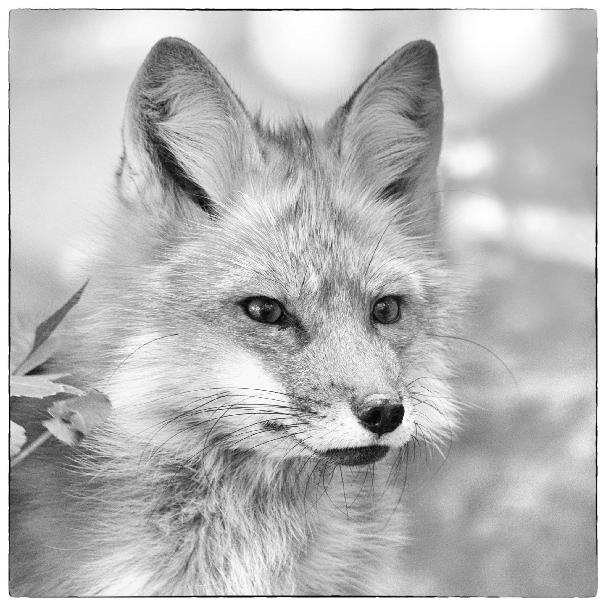 Nikon AF-S Nikkor 200-400mm F4G ED-IF VR sample photo. Fox photography