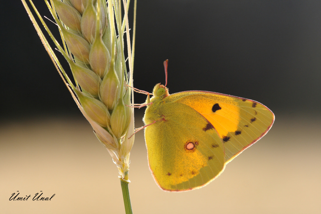 Canon EOS 40D + Canon EF 100mm F2.8 Macro USM sample photo. Dark clouded yellow photography