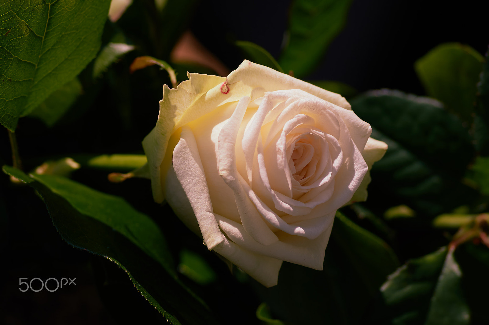 Sony SLT-A57 + Sony DT 55-200mm F4-5.6 SAM sample photo. White flower photography