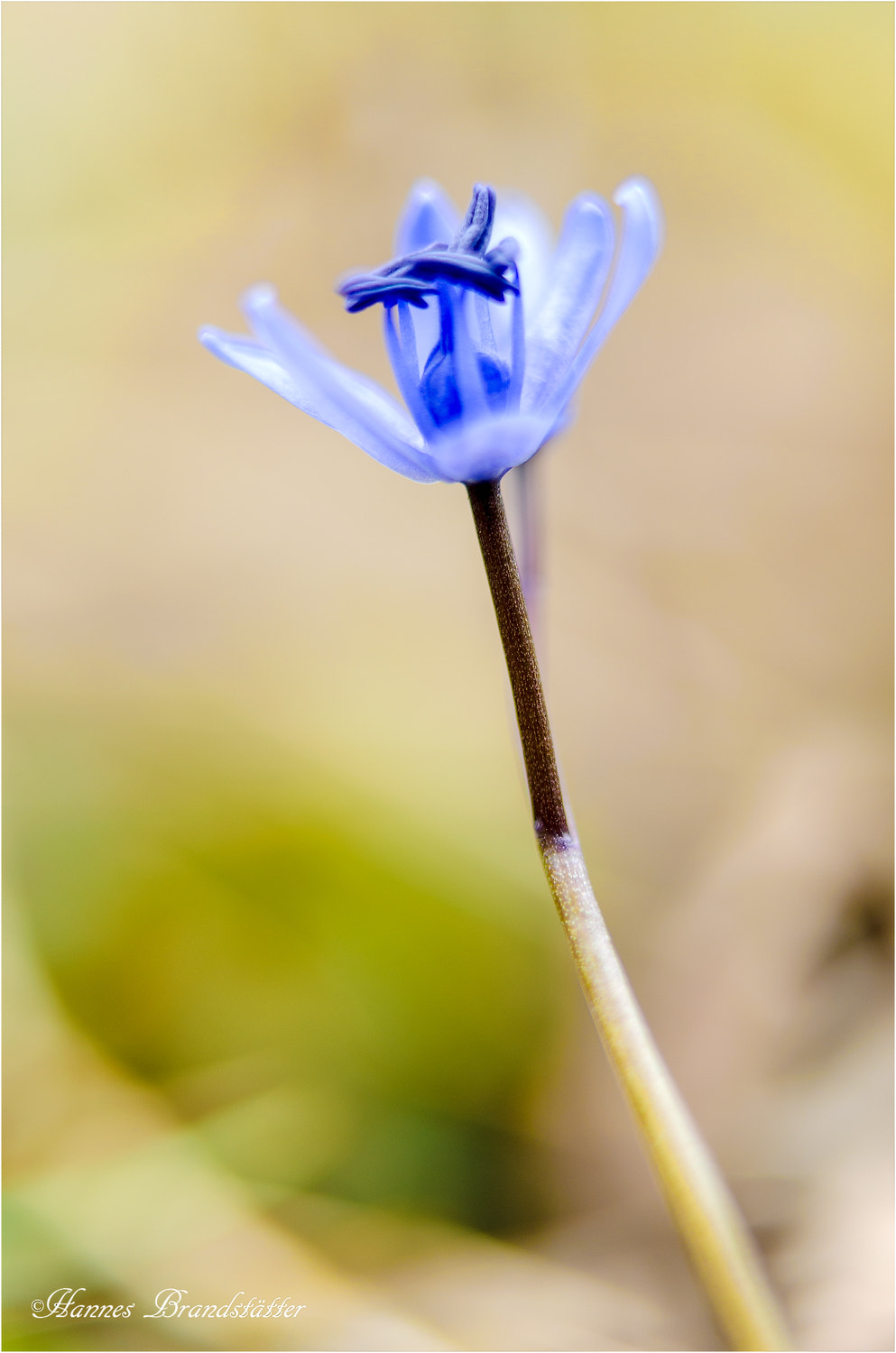 Nikon AF-S Micro-Nikkor 60mm F2.8G ED sample photo. Blaustern photography