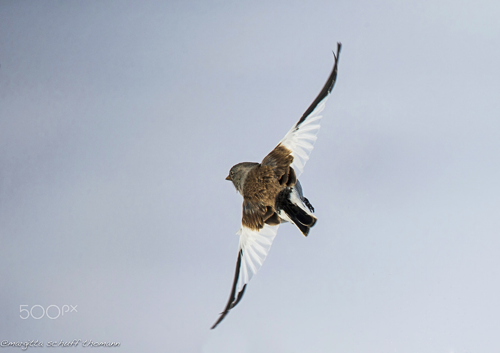 Tamron SP 150-600mm F5-6.3 Di VC USD sample photo. White winged snowfinch.. photography