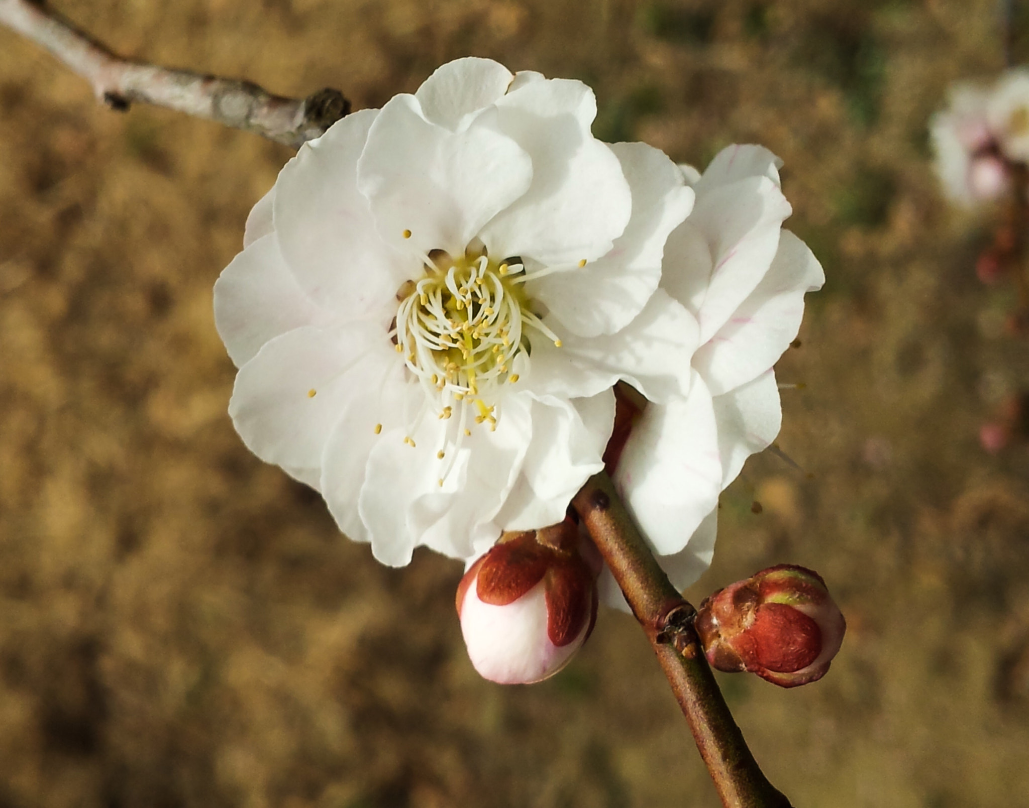 Samsung Galaxy S2 Wimax sample photo. Ume: before sakura photography