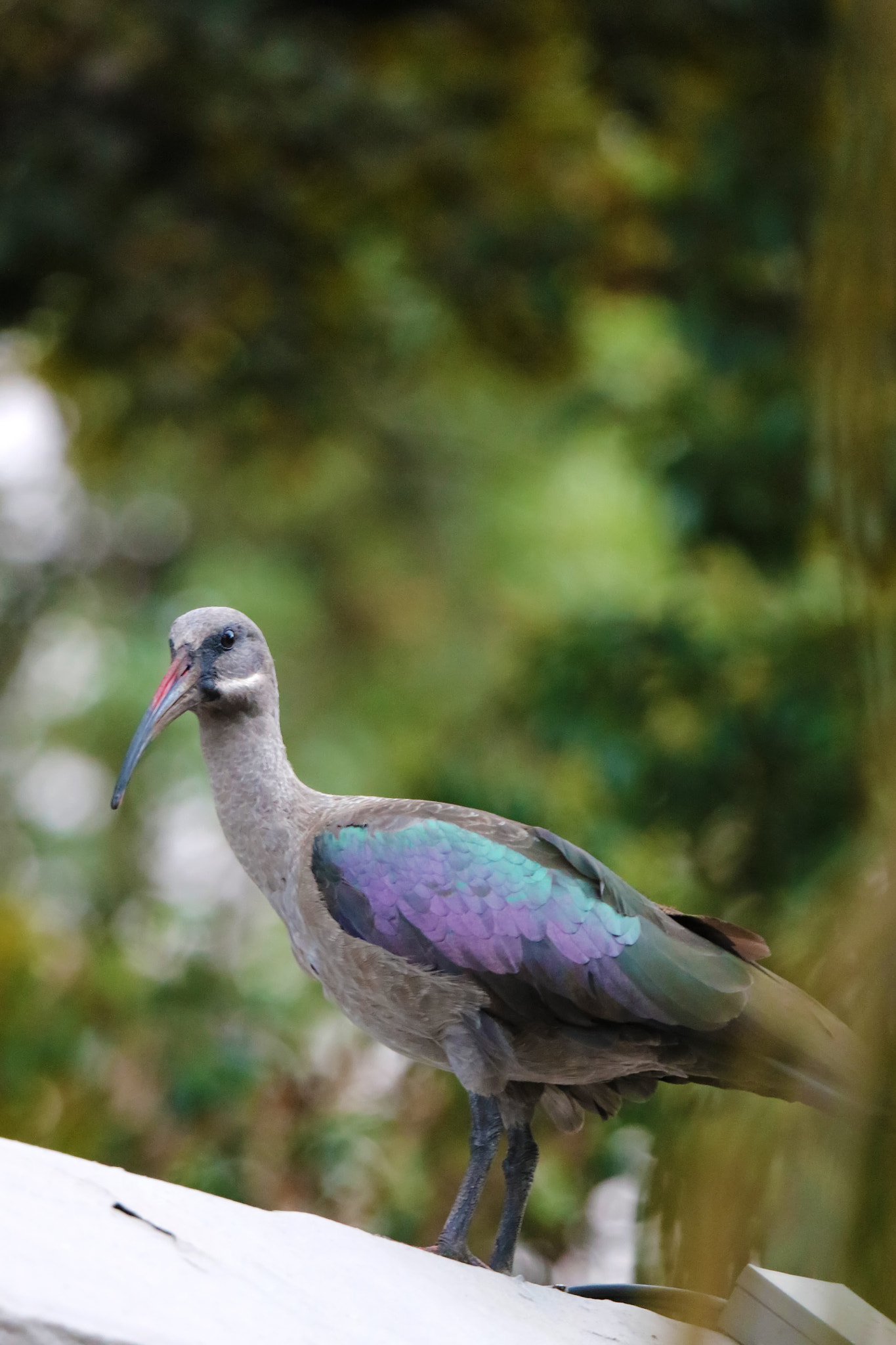 Canon EF 100-400mm F4.5-5.6L IS USM sample photo. Scream photography