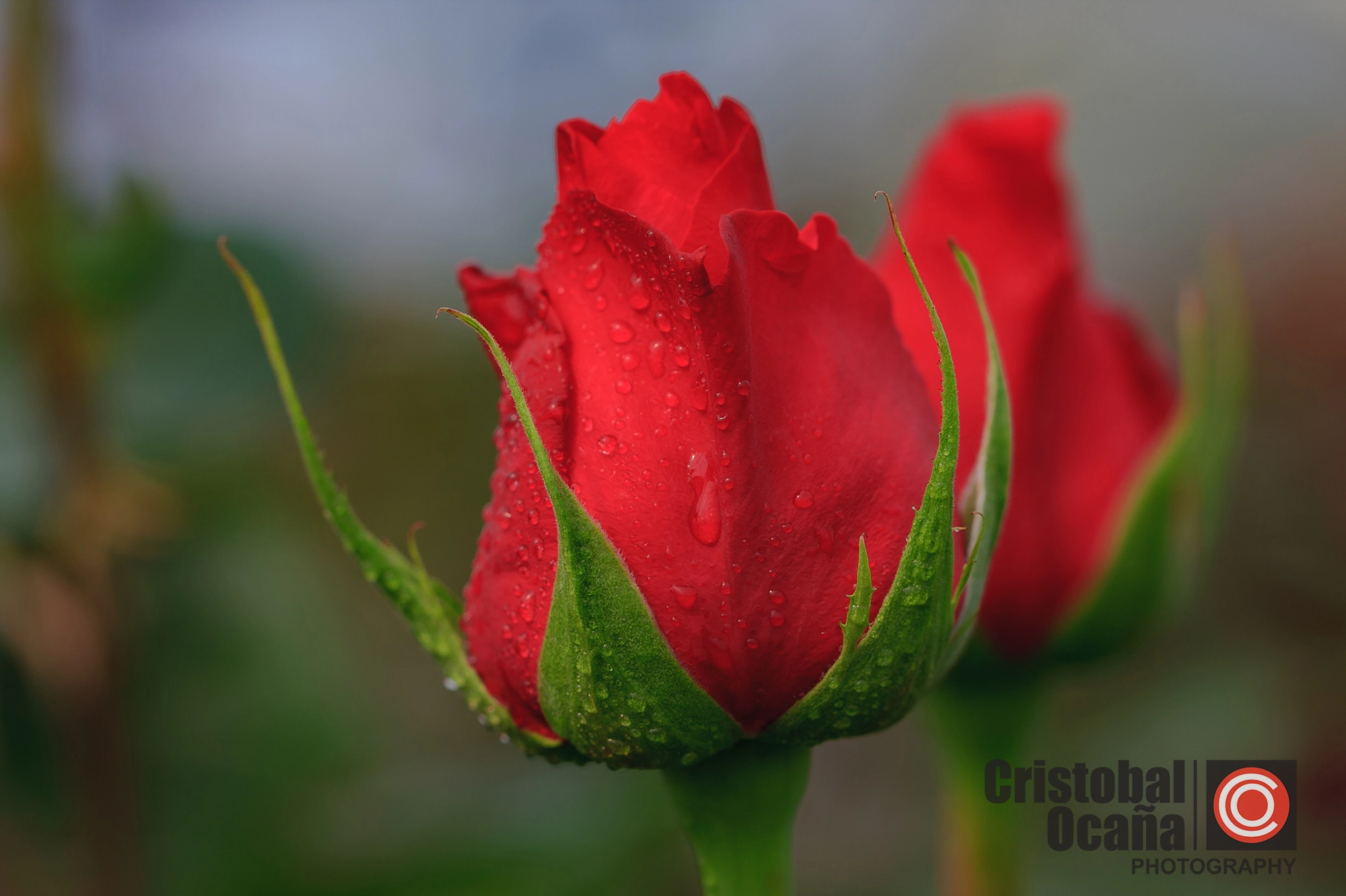 Canon EOS 40D + Canon EF 100mm F2.8L Macro IS USM sample photo. Rosa  ecuatoriana photography