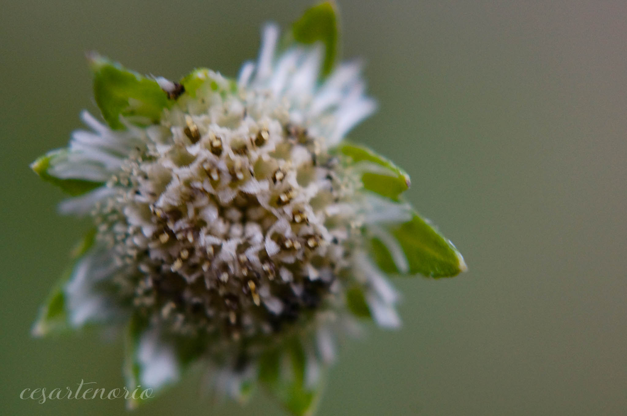 Sony SLT-A37 + MACRO 50mm F2.8 sample photo. Dsc05242.jpg photography