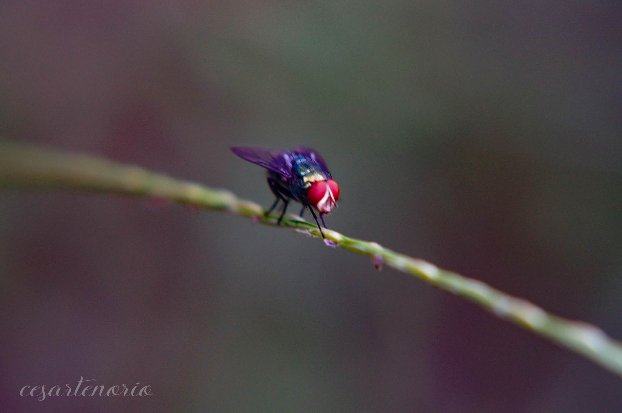 Sony SLT-A37 + MACRO 50mm F2.8 sample photo. Dsc05251.jpg photography