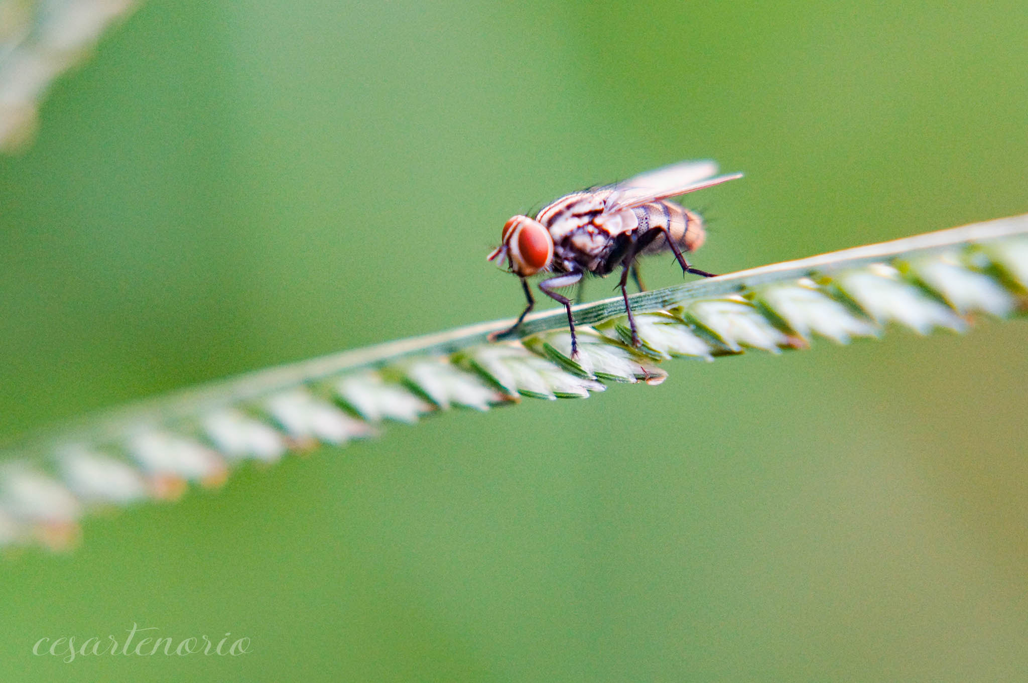 Sony SLT-A37 + MACRO 50mm F2.8 sample photo. Dsc05228.jpg photography