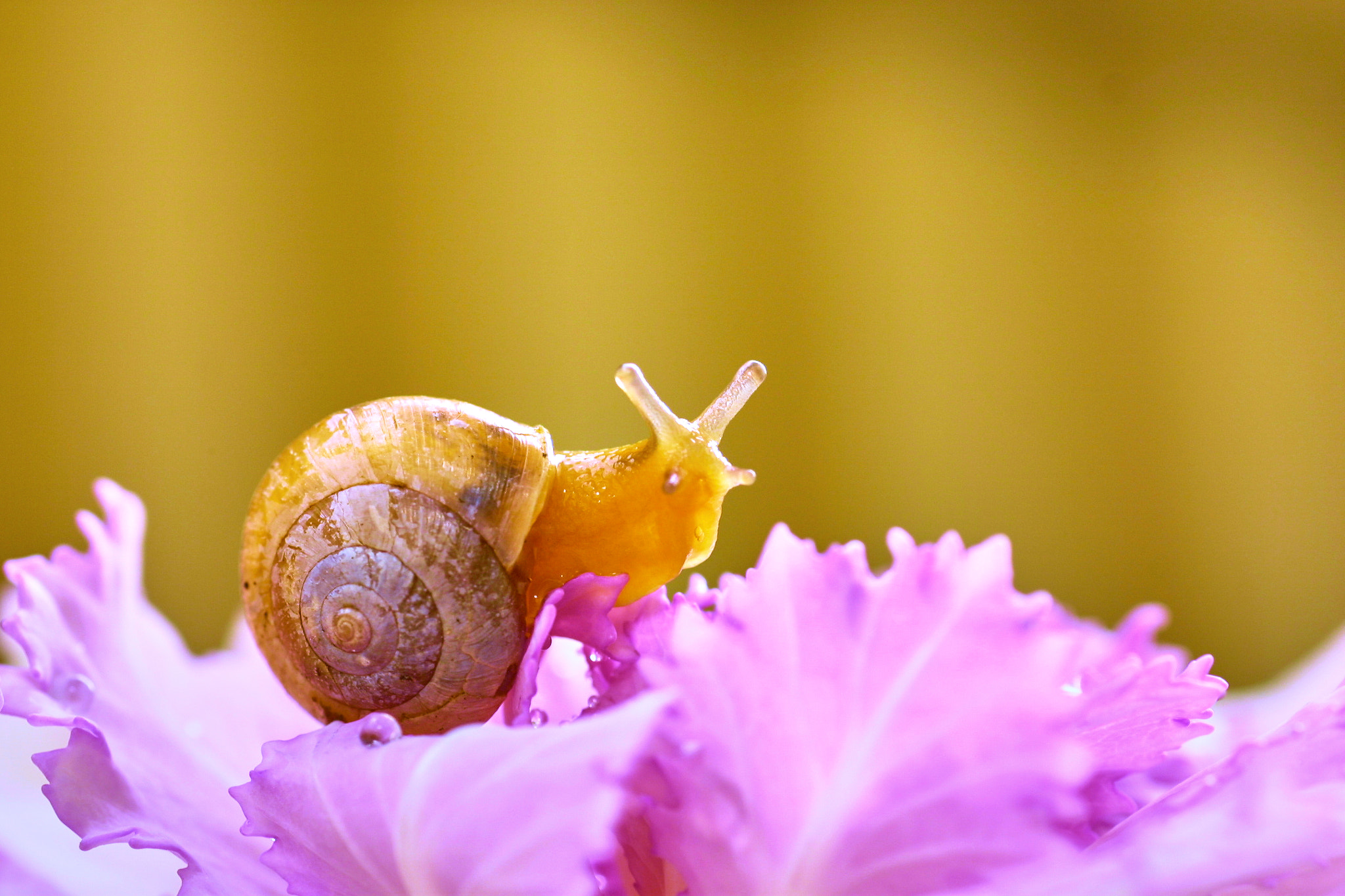 Canon EOS D30 sample photo. Konnichiwa photography