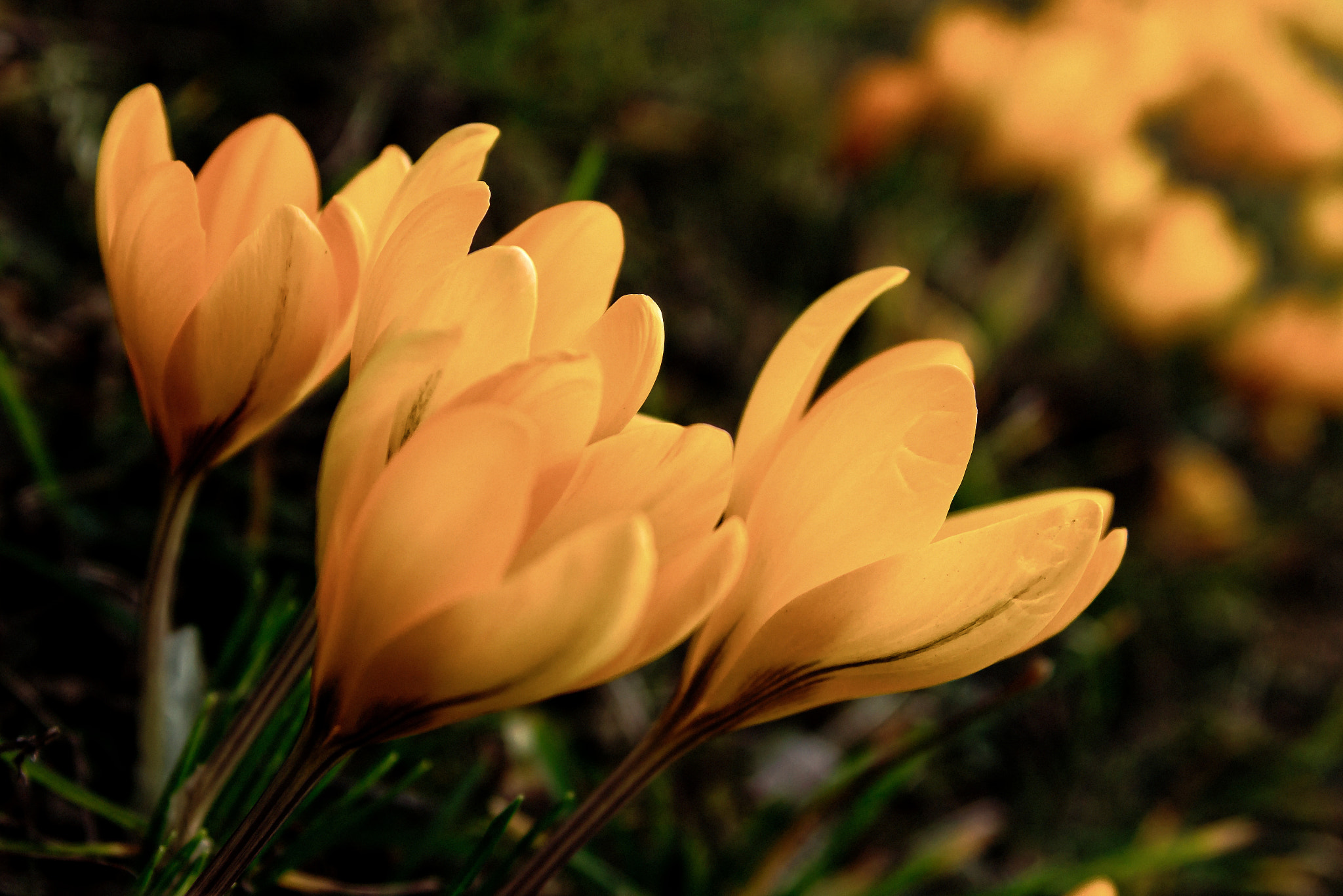 Sony SLT-A77 + Sigma ZOOM-alpha 35-135mm F3.5-4.5 sample photo. Yellow crocus photography