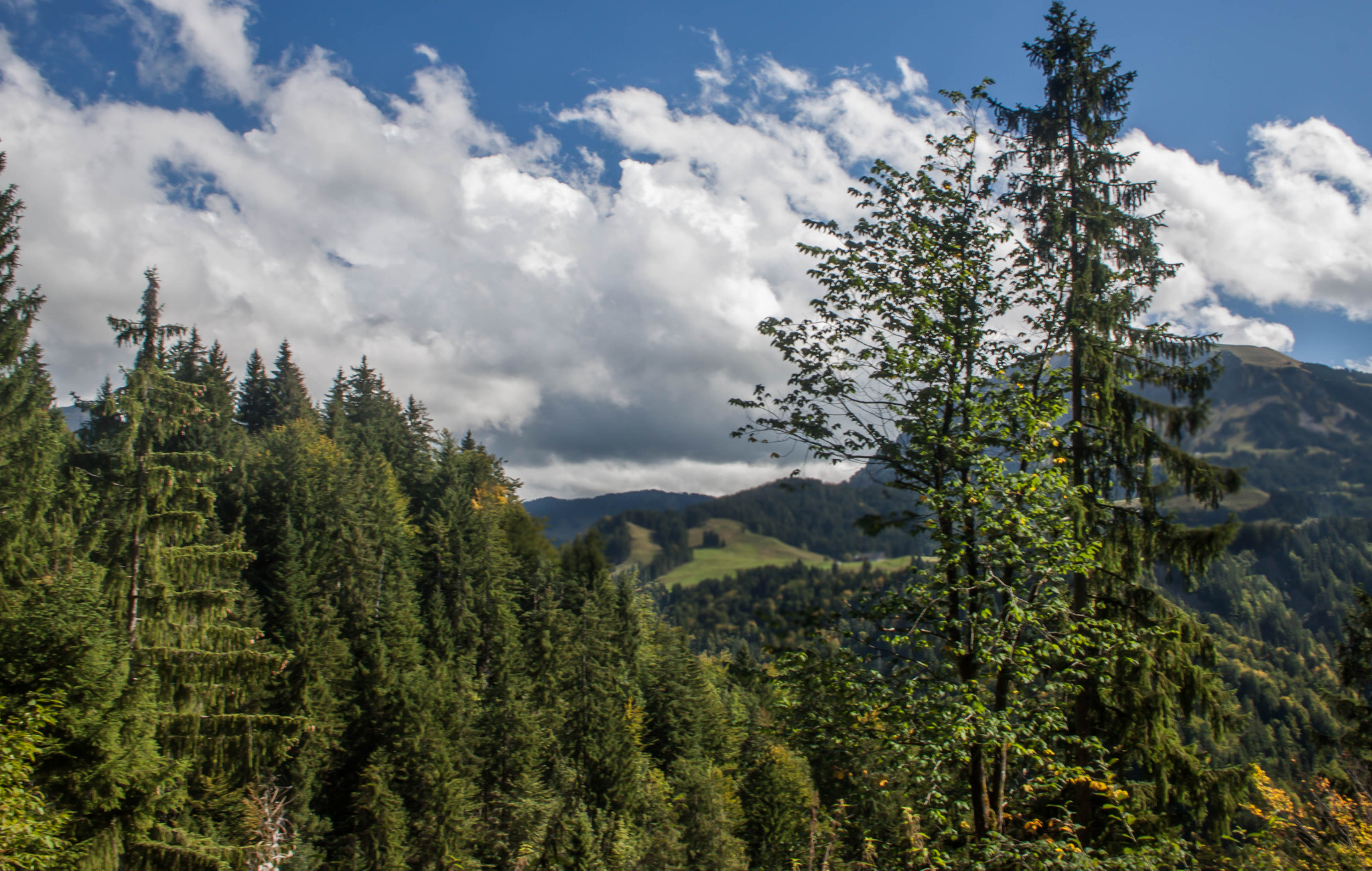 Canon EOS 50D + Canon EF-S 18-55mm F3.5-5.6 sample photo. Swiss forest landscape photography