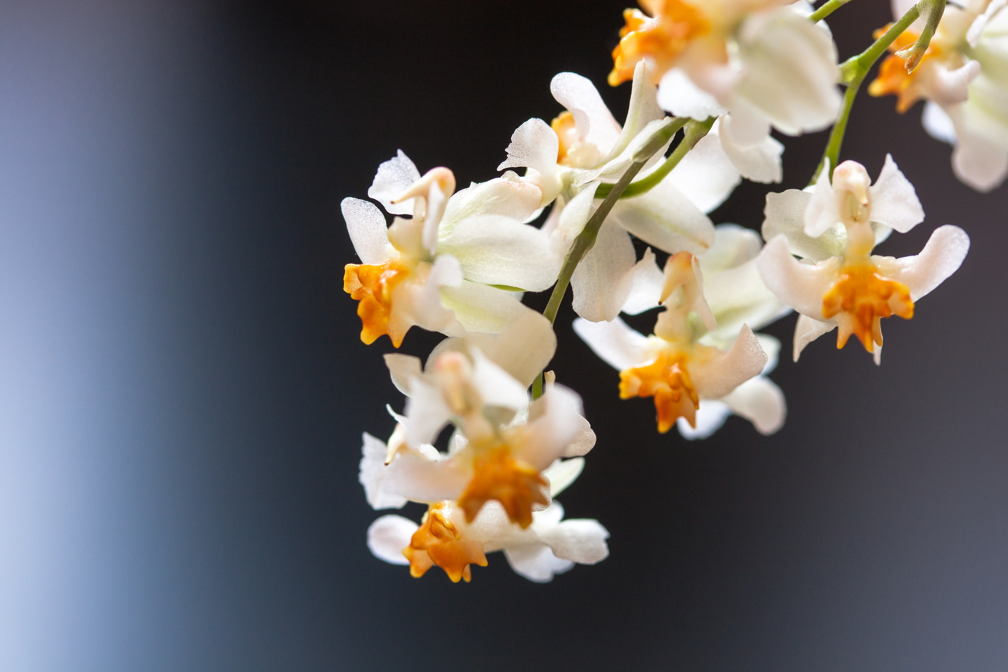 Canon EF-S 60mm F2.8 Macro USM sample photo. Orchid conglomeration photography