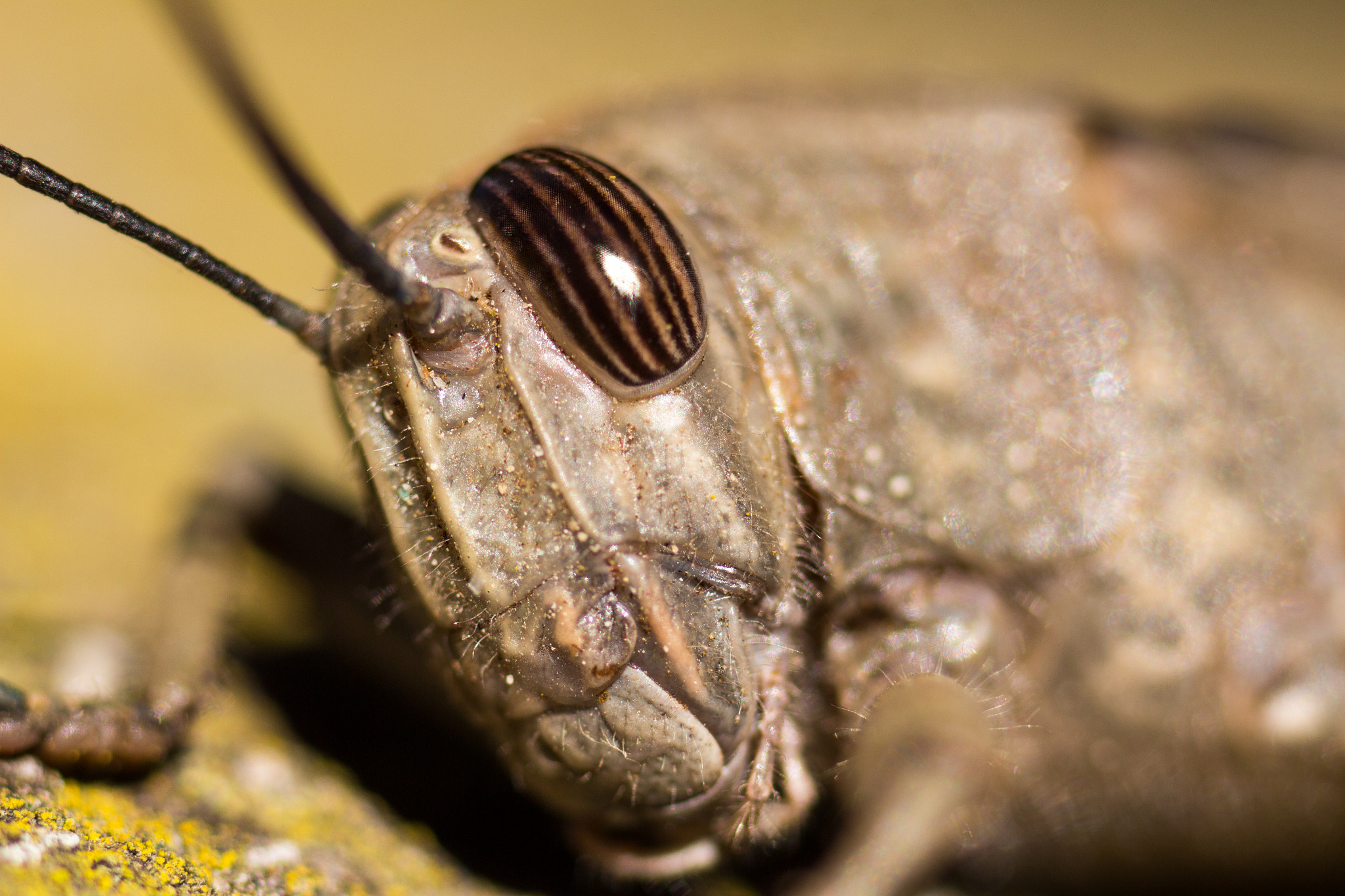 Canon EOS 650D (EOS Rebel T4i / EOS Kiss X6i) + Tamron SP AF 90mm F2.8 Di Macro sample photo. Grasshopper face photography