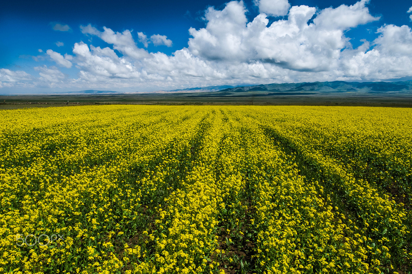 Nikon AF-S Nikkor 14-24mm F2.8G ED sample photo. Lake qinghai canola flower photography