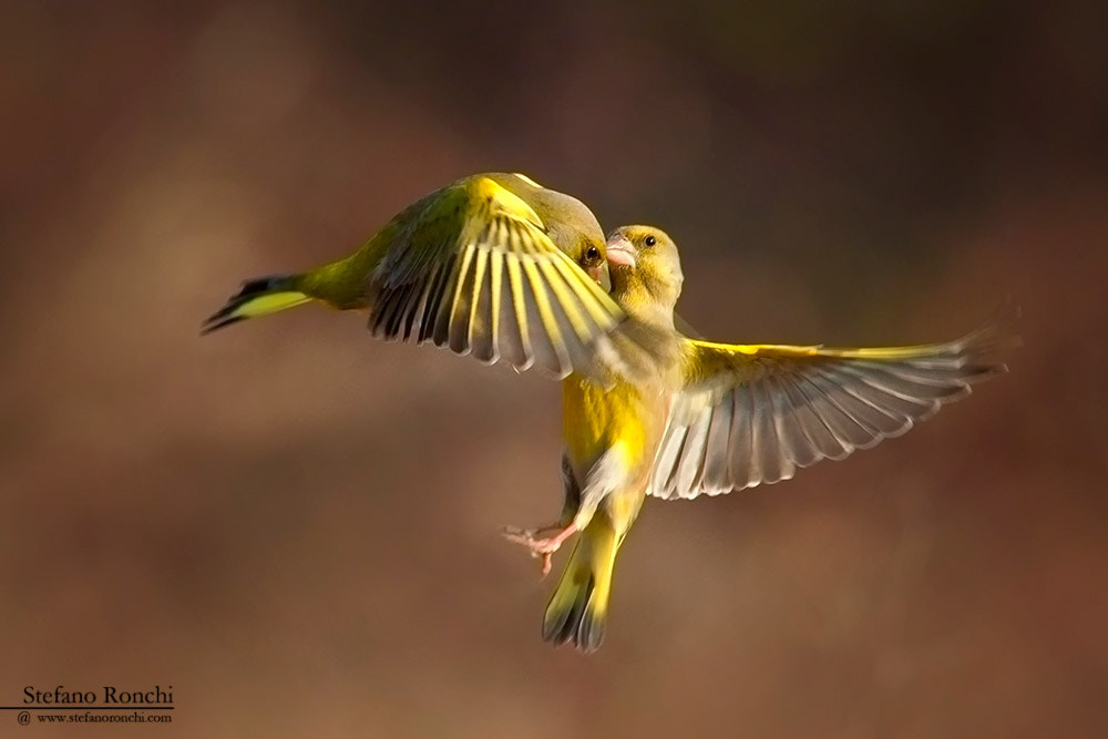 Canon EF 300mm F2.8L IS USM sample photo. Flying kiss photography