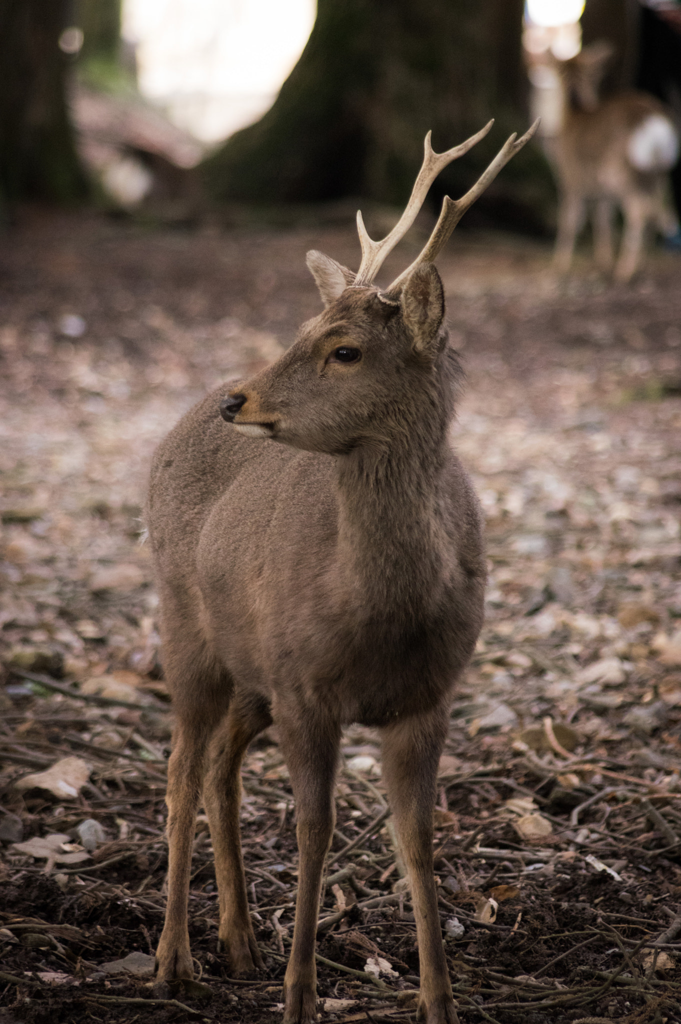 Pentax smc DA 55-300mm F4.0-5.8 ED sample photo. Stag photography