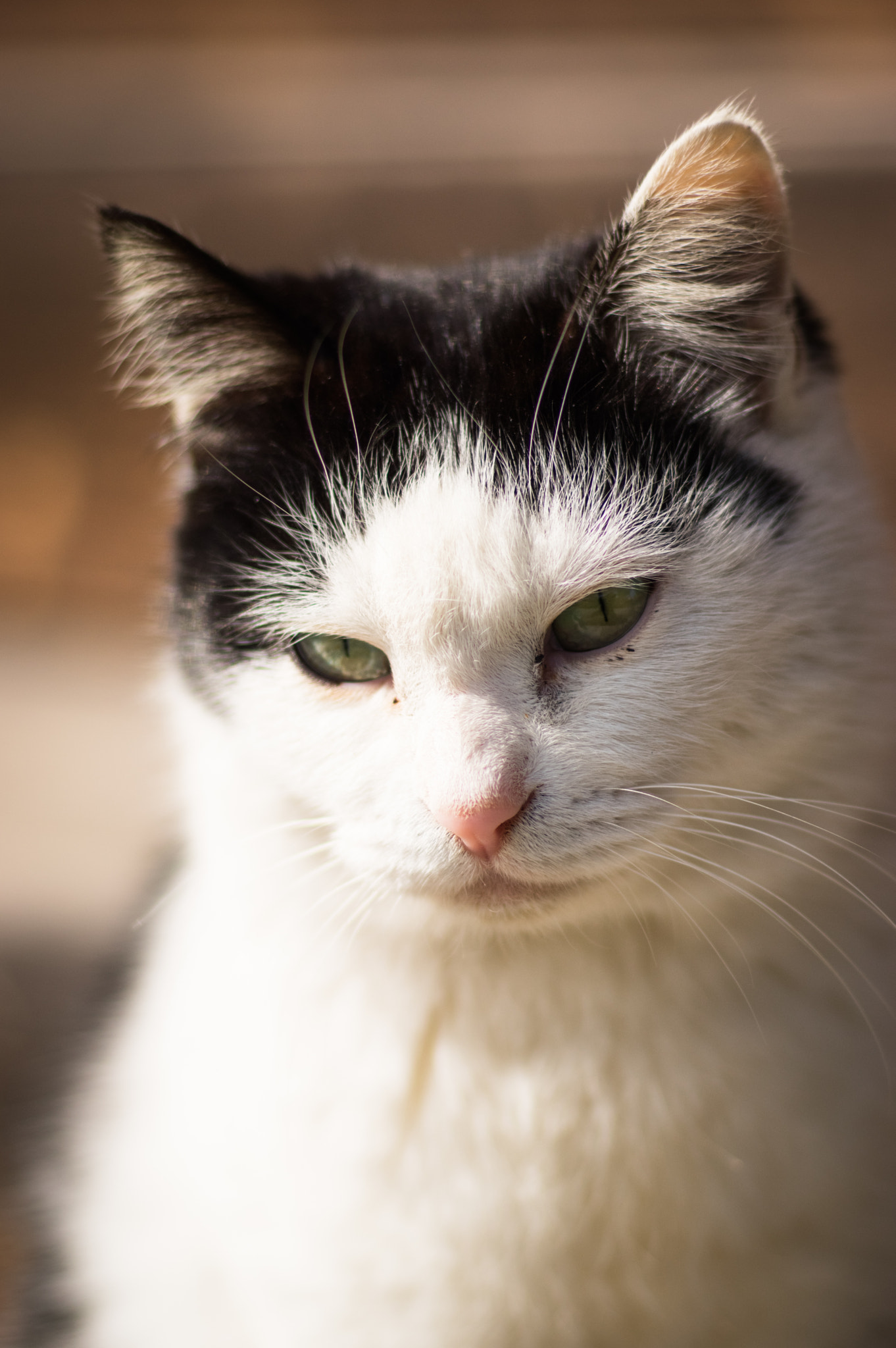 Pentax smc FA 77mm 1.8 Limited sample photo. Cat of horyu-ji temple photography
