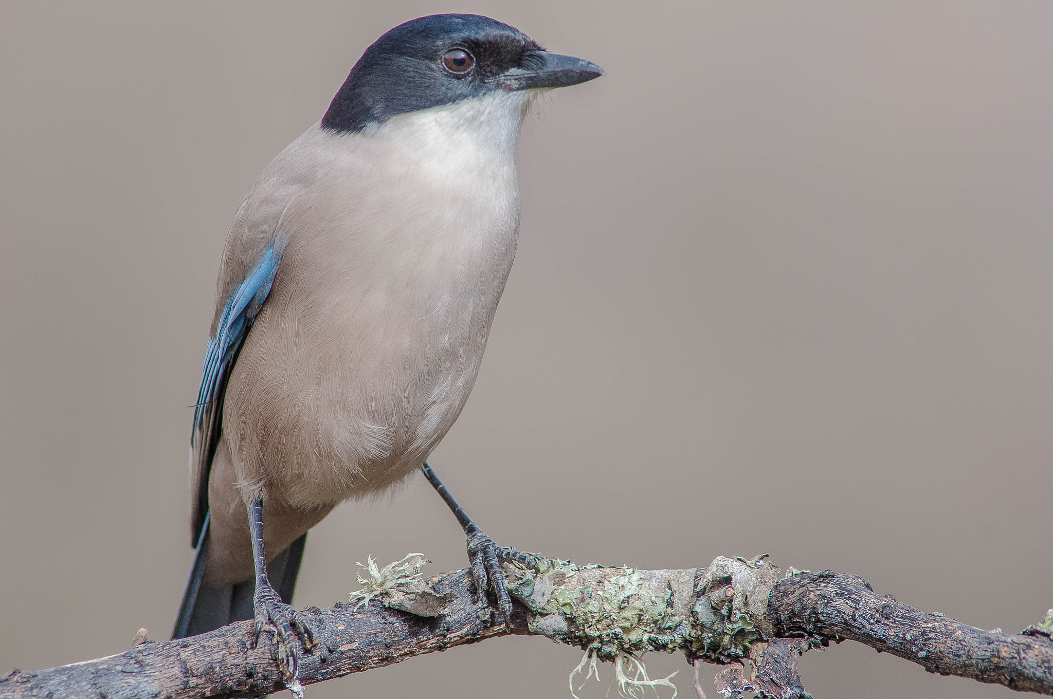 Nikon D300 + AF Nikkor 300mm f/4 IF-ED sample photo. Rabilargo photography