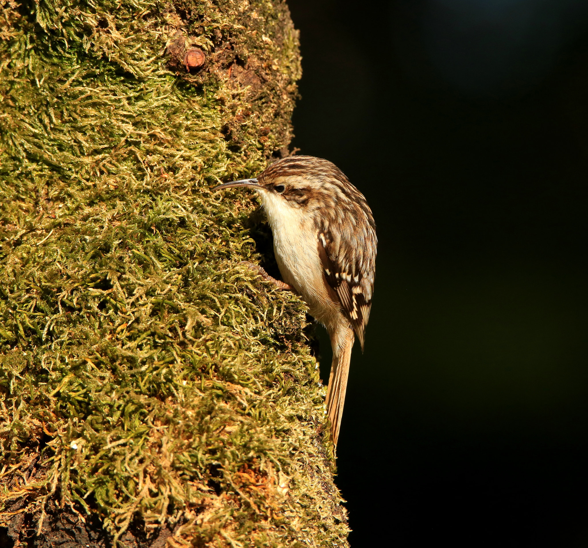 Tamron SP 150-600mm F5-6.3 Di VC USD sample photo. Short-toed treecreeper photography