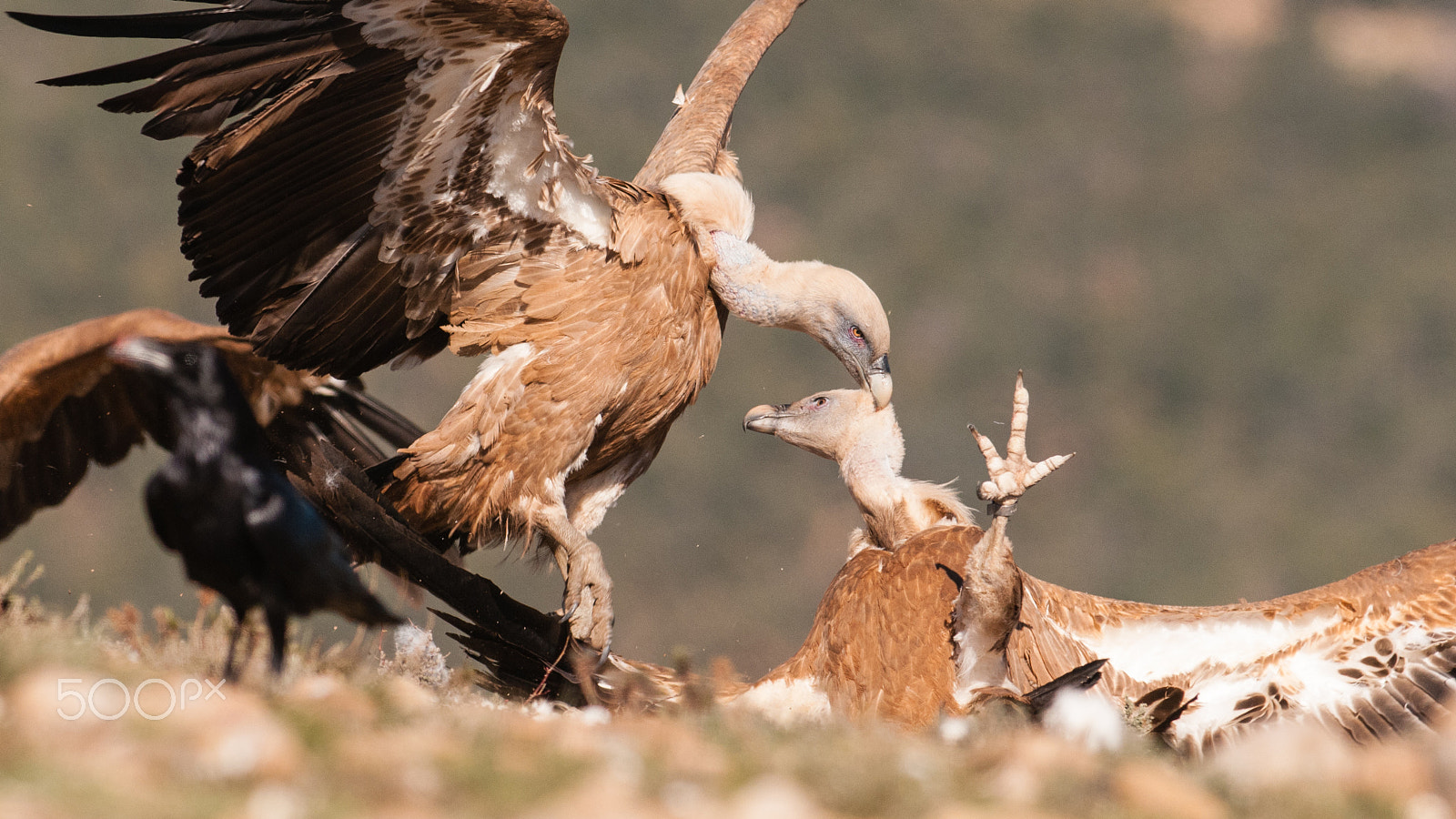 Nikon AF-S Nikkor 300mm F2.8G ED-IF VR sample photo. Vulture fight photography
