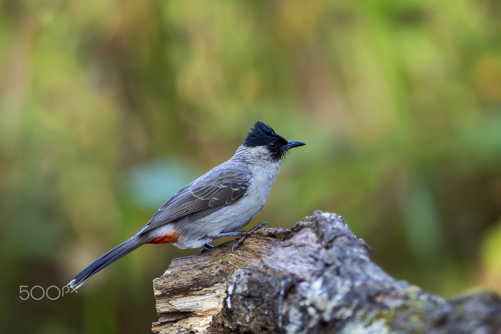 Nikon D4 sample photo. Sooty-headed bulbul photography