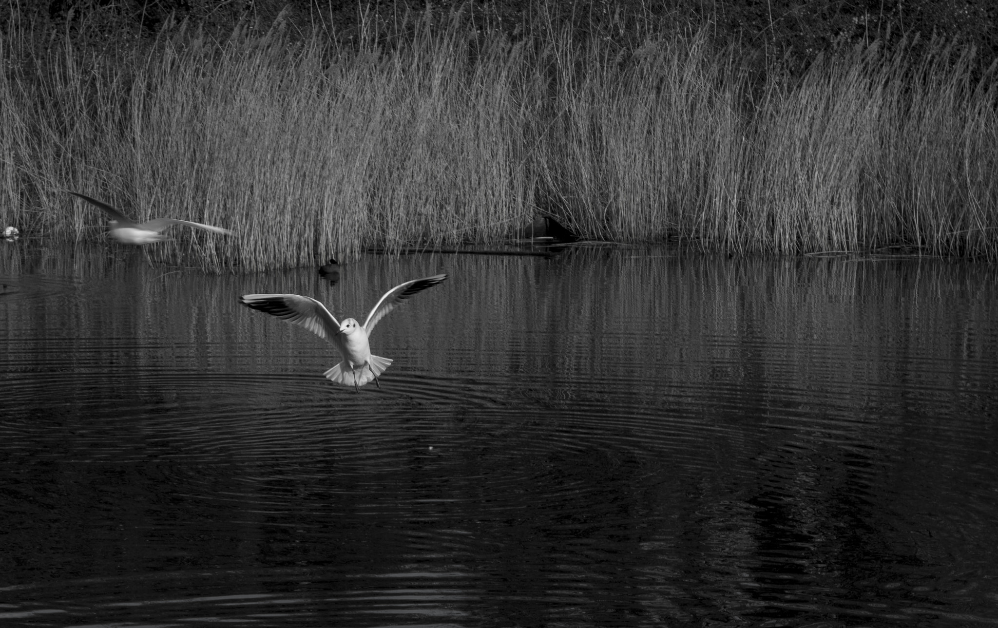 Pentax K-50 sample photo. Seagull photography