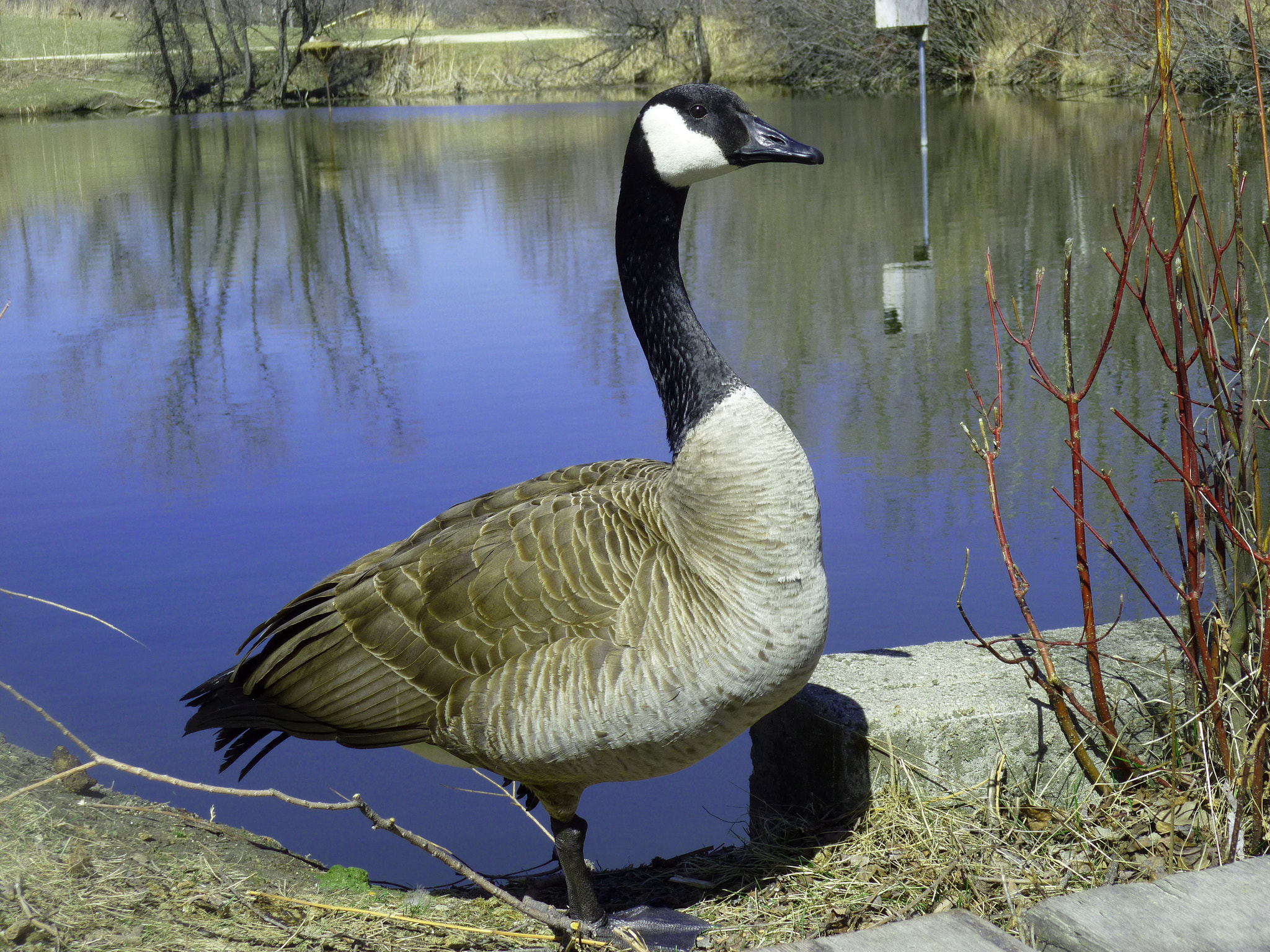 Panasonic DMC-ZR1 sample photo. Canada goose photography