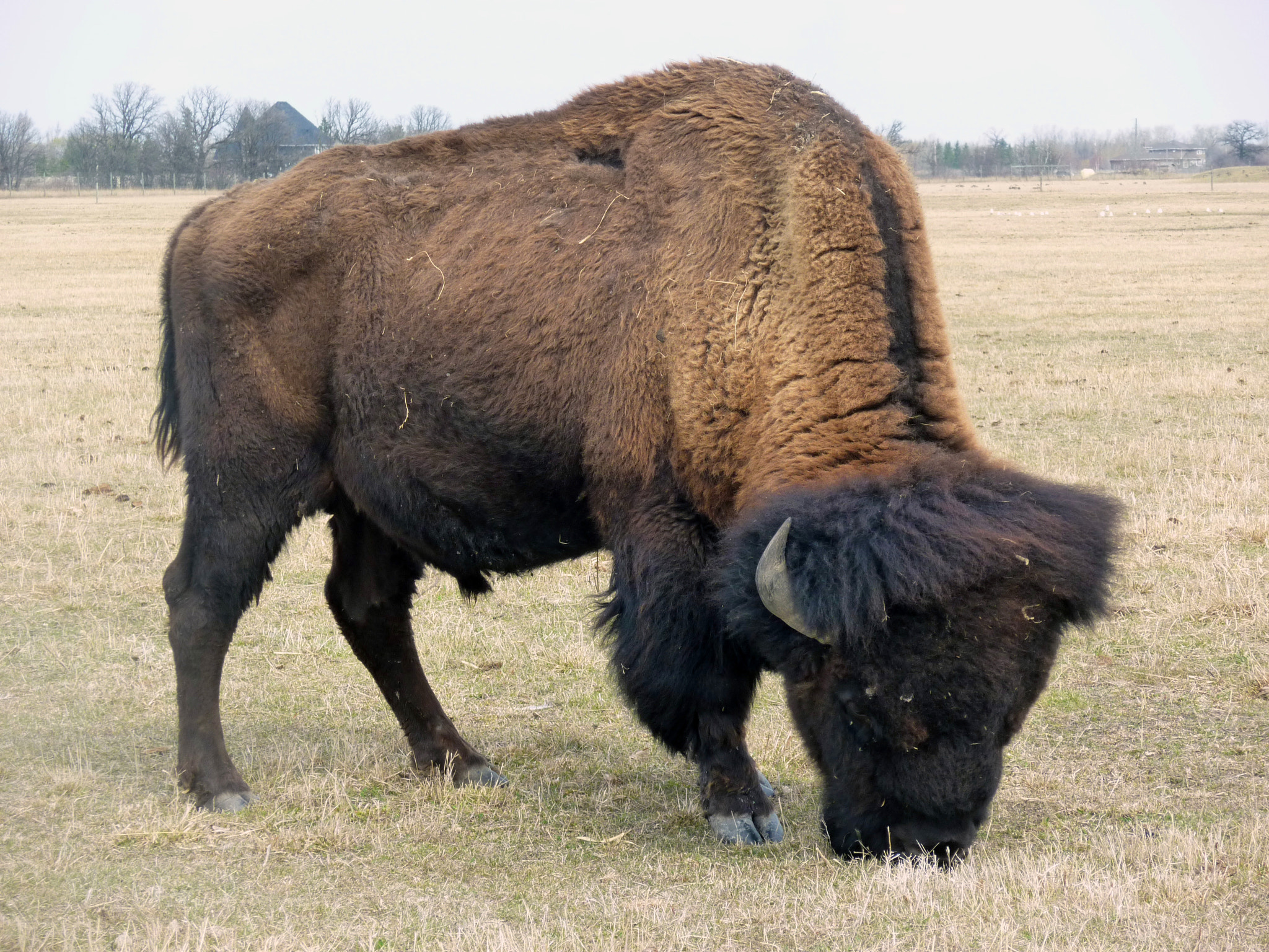 Panasonic DMC-ZR1 sample photo. American bison feeding photography