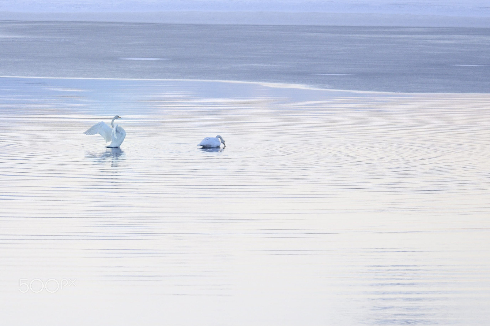 Sigma 120-400mm F4.5-5.6 DG OS HSM sample photo. The early spring photography