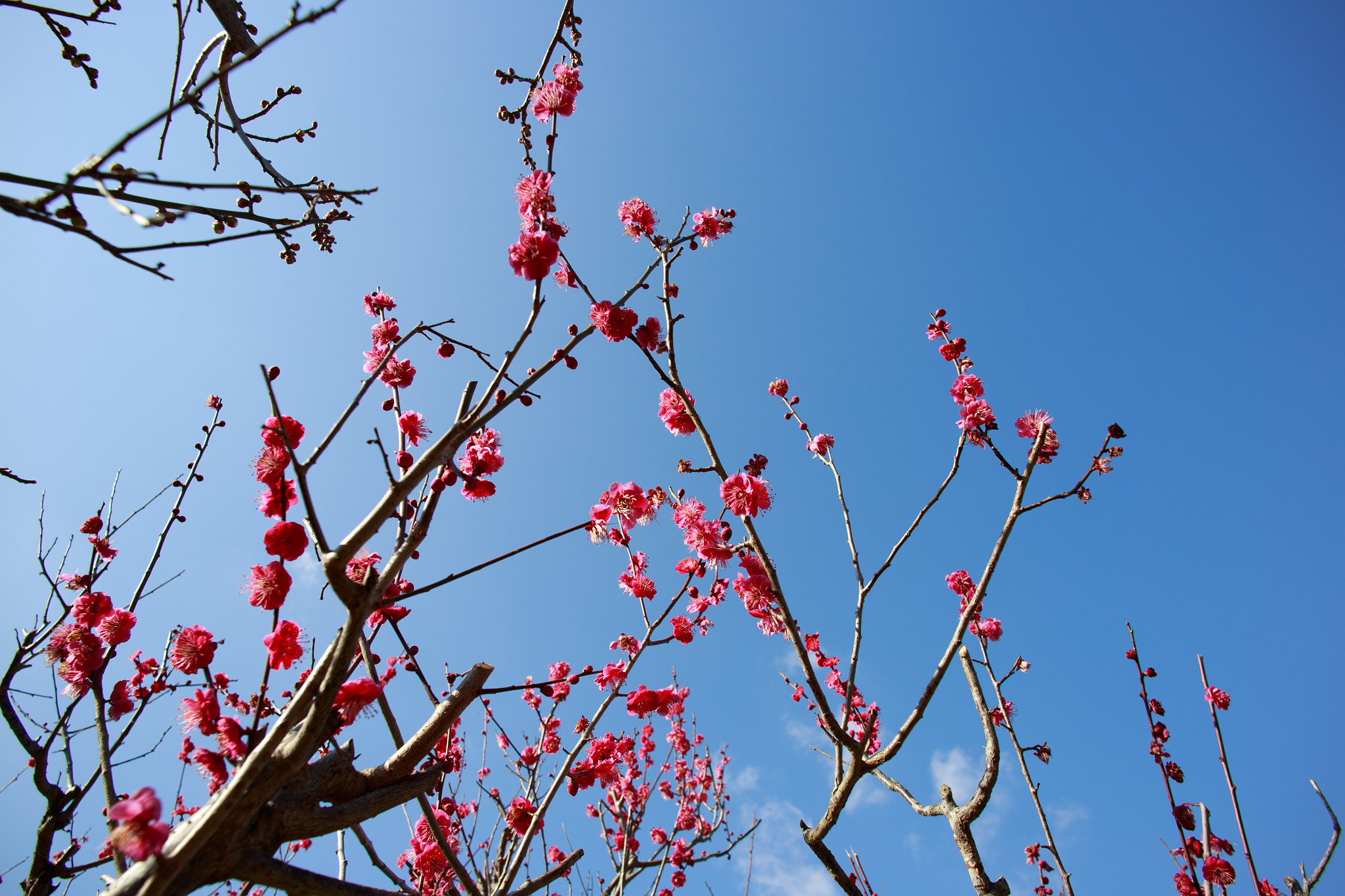 Voigtlander Color Skopar 20mm f/3.5 SLII Aspherical sample photo. 晴天梅花1786 photography