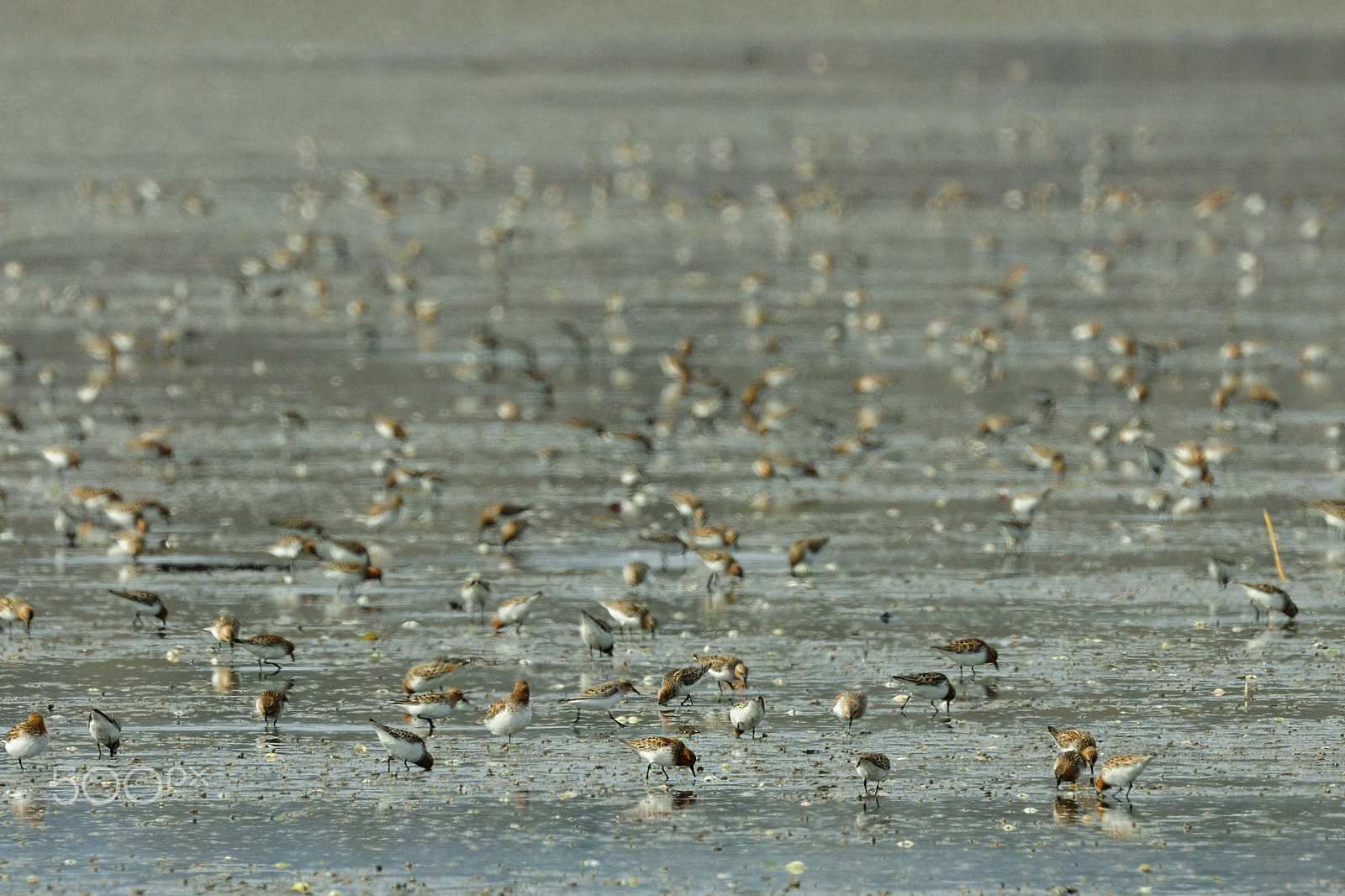 AF-I Nikkor 500mm f/4D IF-ED sample photo. Group photography