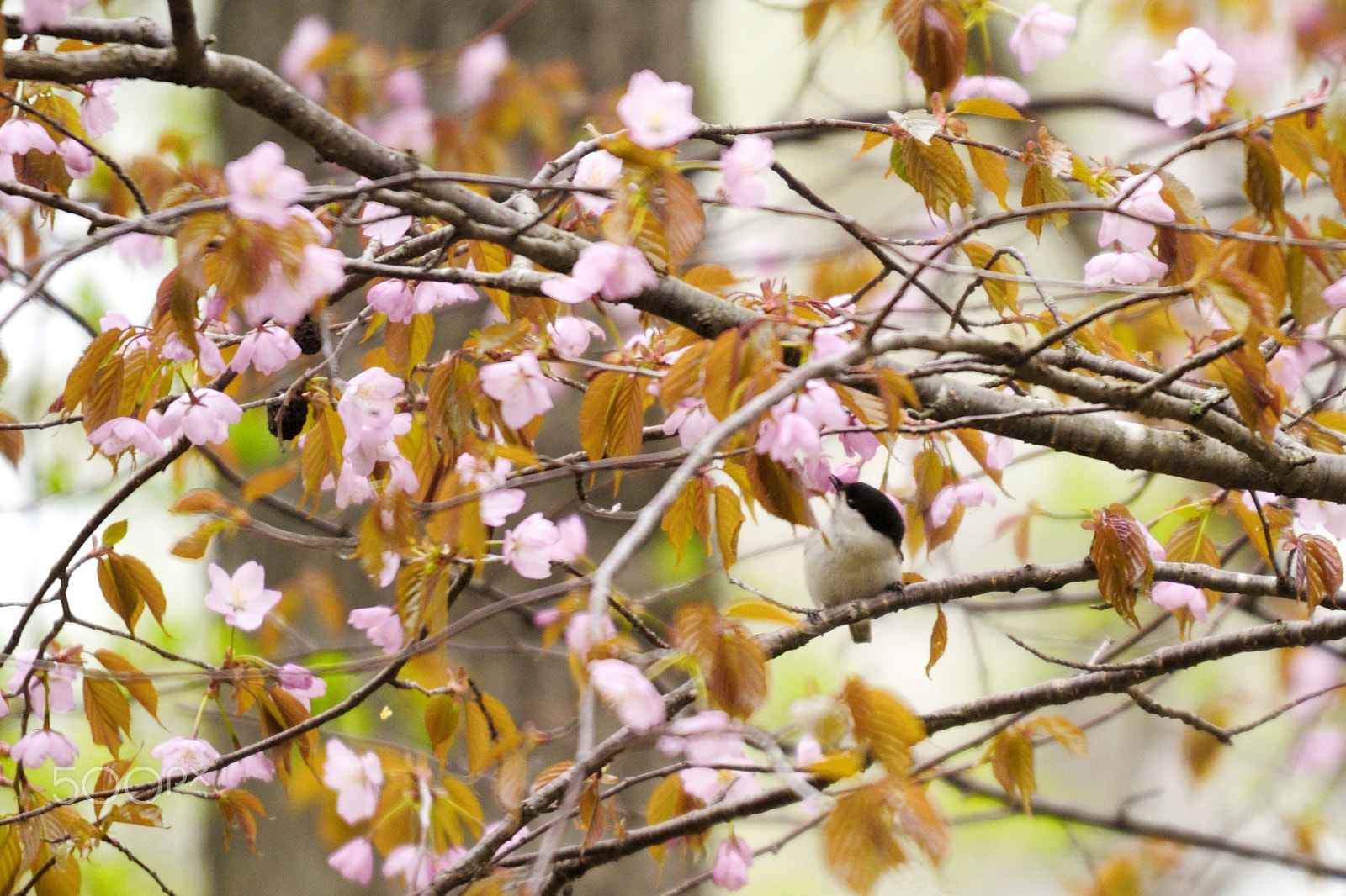 Sigma 120-400mm F4.5-5.6 DG OS HSM sample photo. Cherry blossom yiewing photography