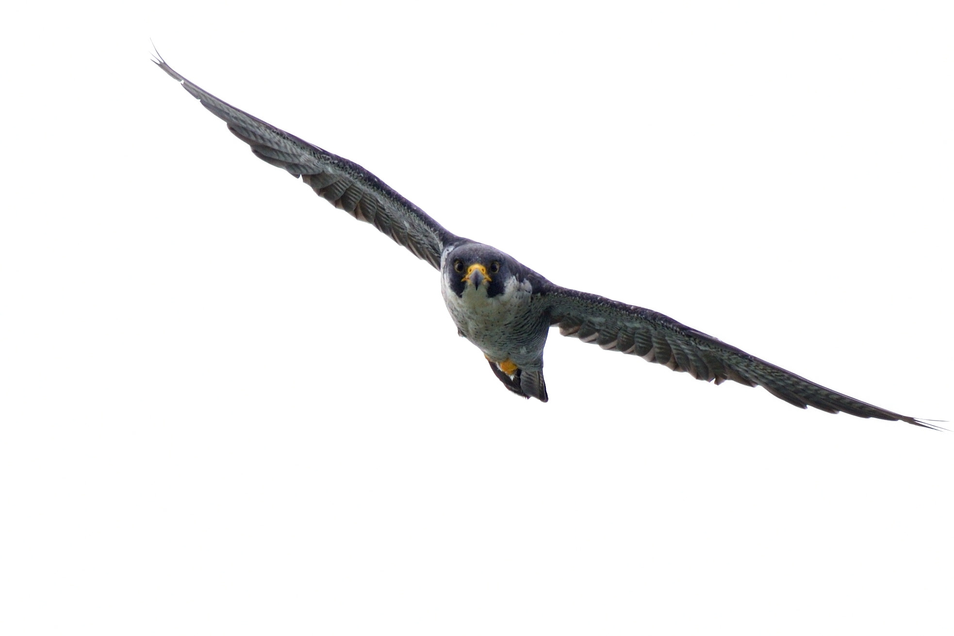 AF-I Nikkor 500mm f/4D IF-ED sample photo. Peregrine falcon photography