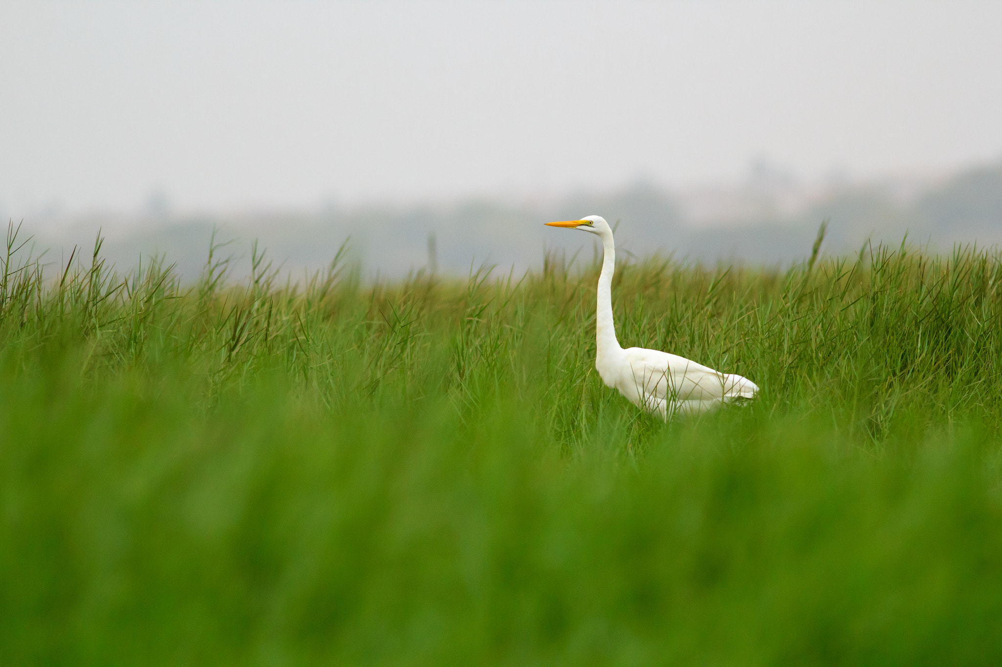 Canon EOS 550D (EOS Rebel T2i / EOS Kiss X4) + Canon EF 400mm F5.6L USM sample photo. Egret photography